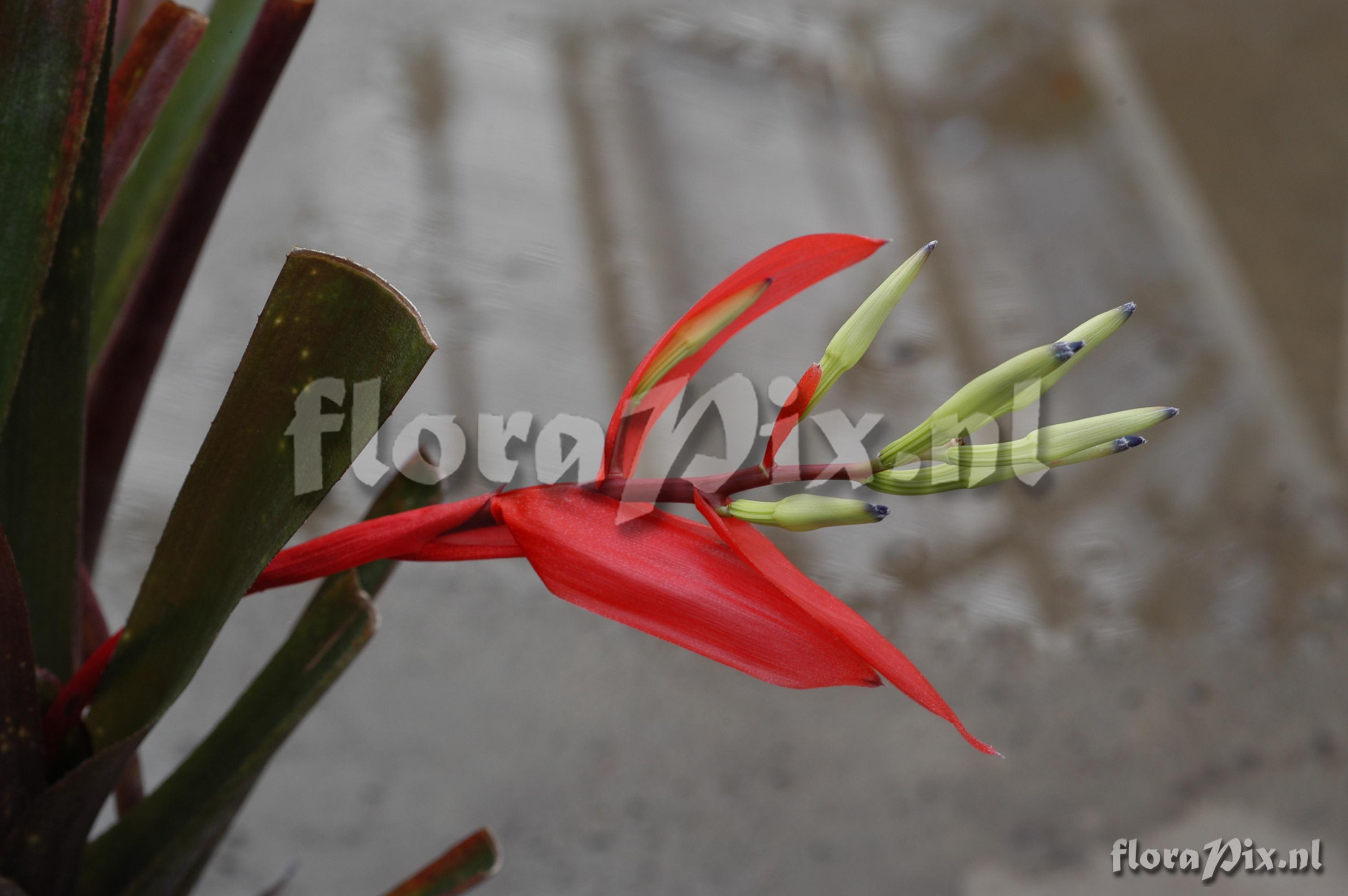 Billbergia amoena var. rubra