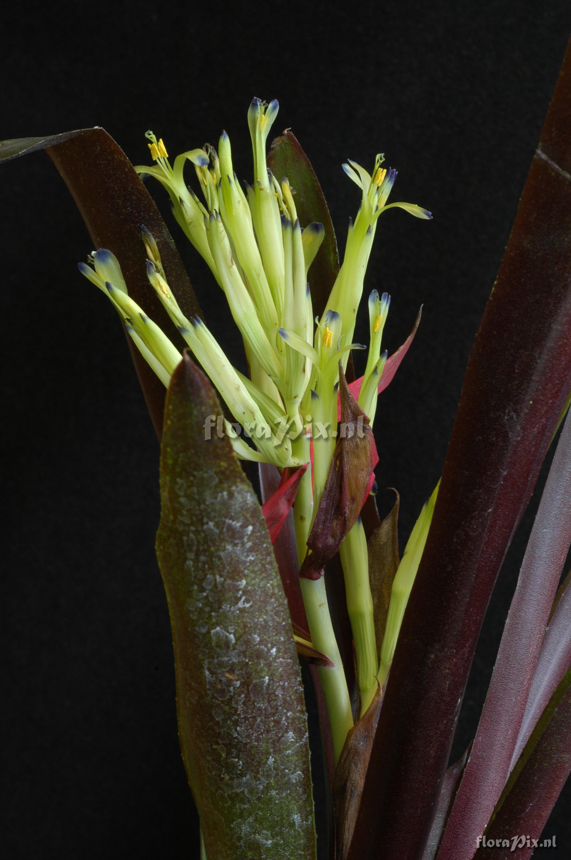 Billbergia amoena var. rubra