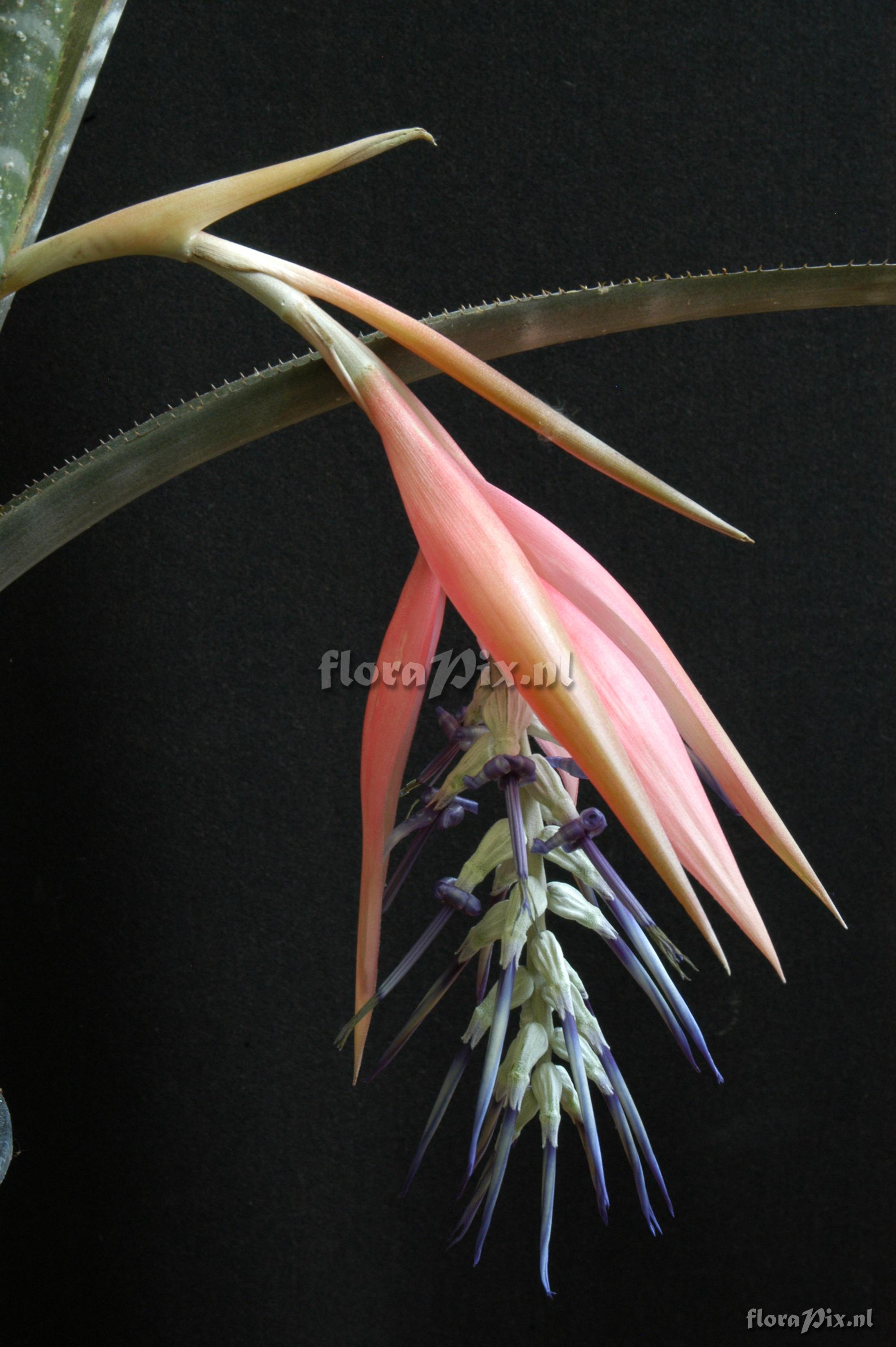 Billbergia kuhlmannii