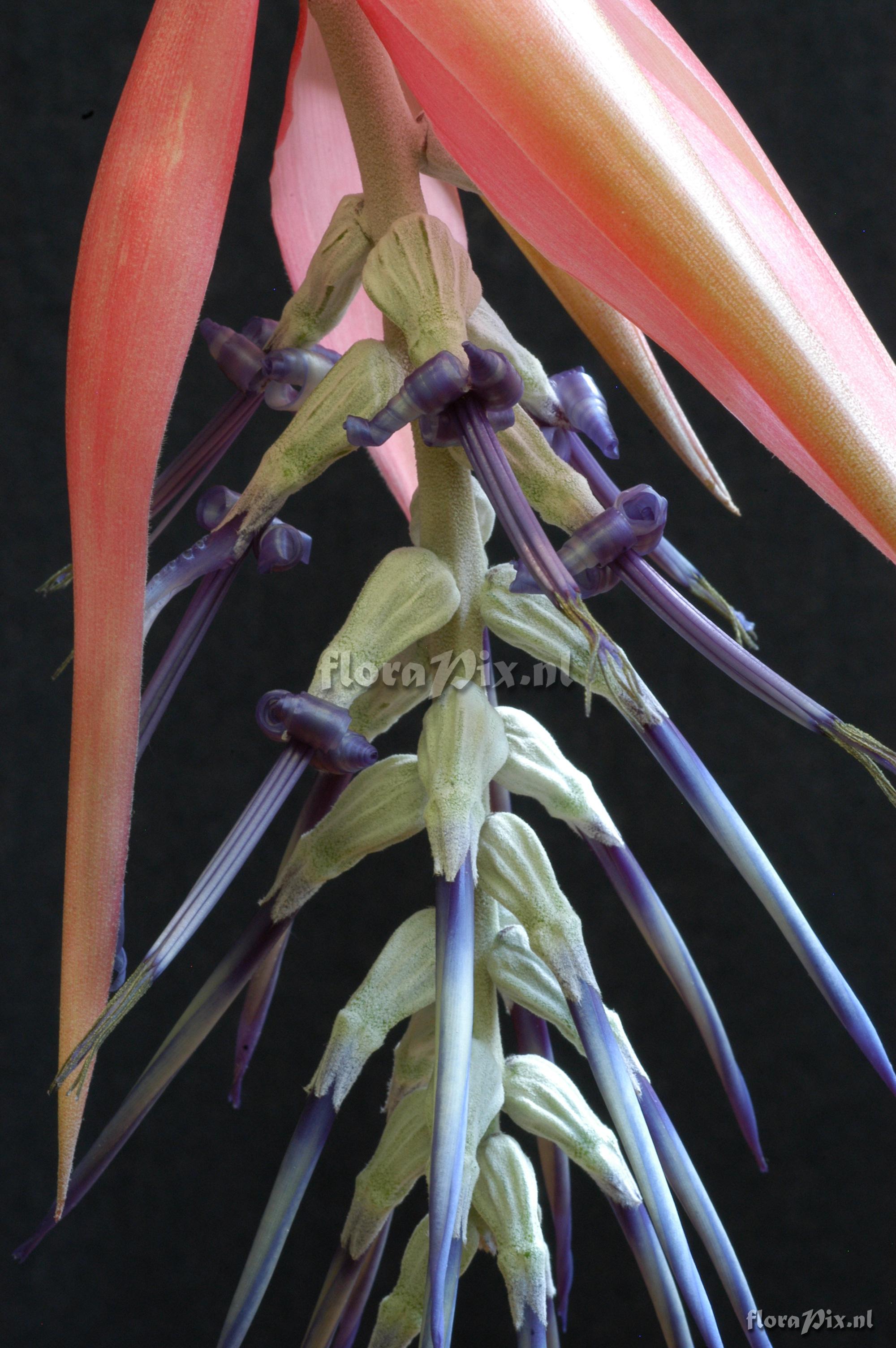 Billbergia brasiliensis