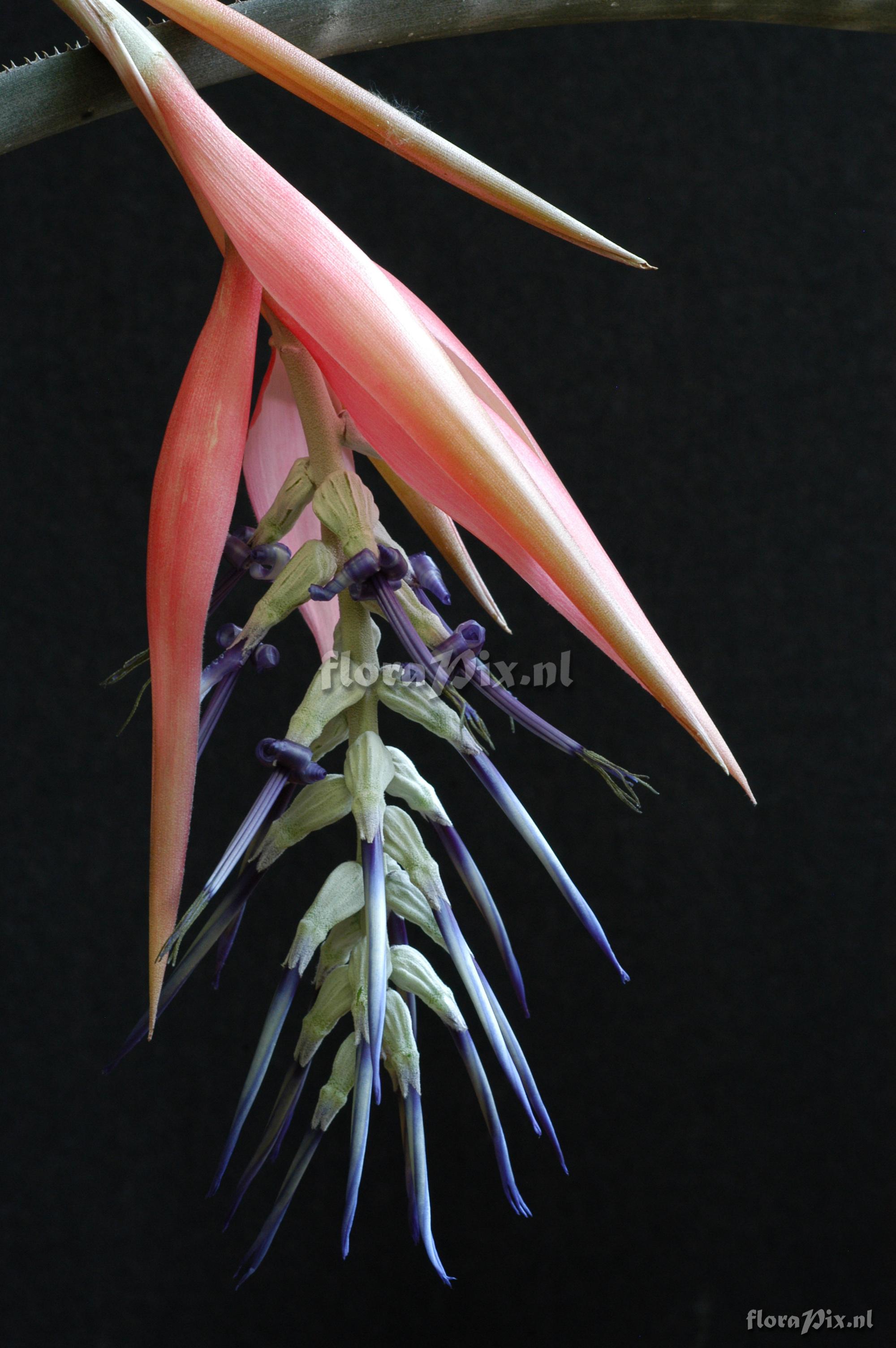 Billbergia brasiliensis