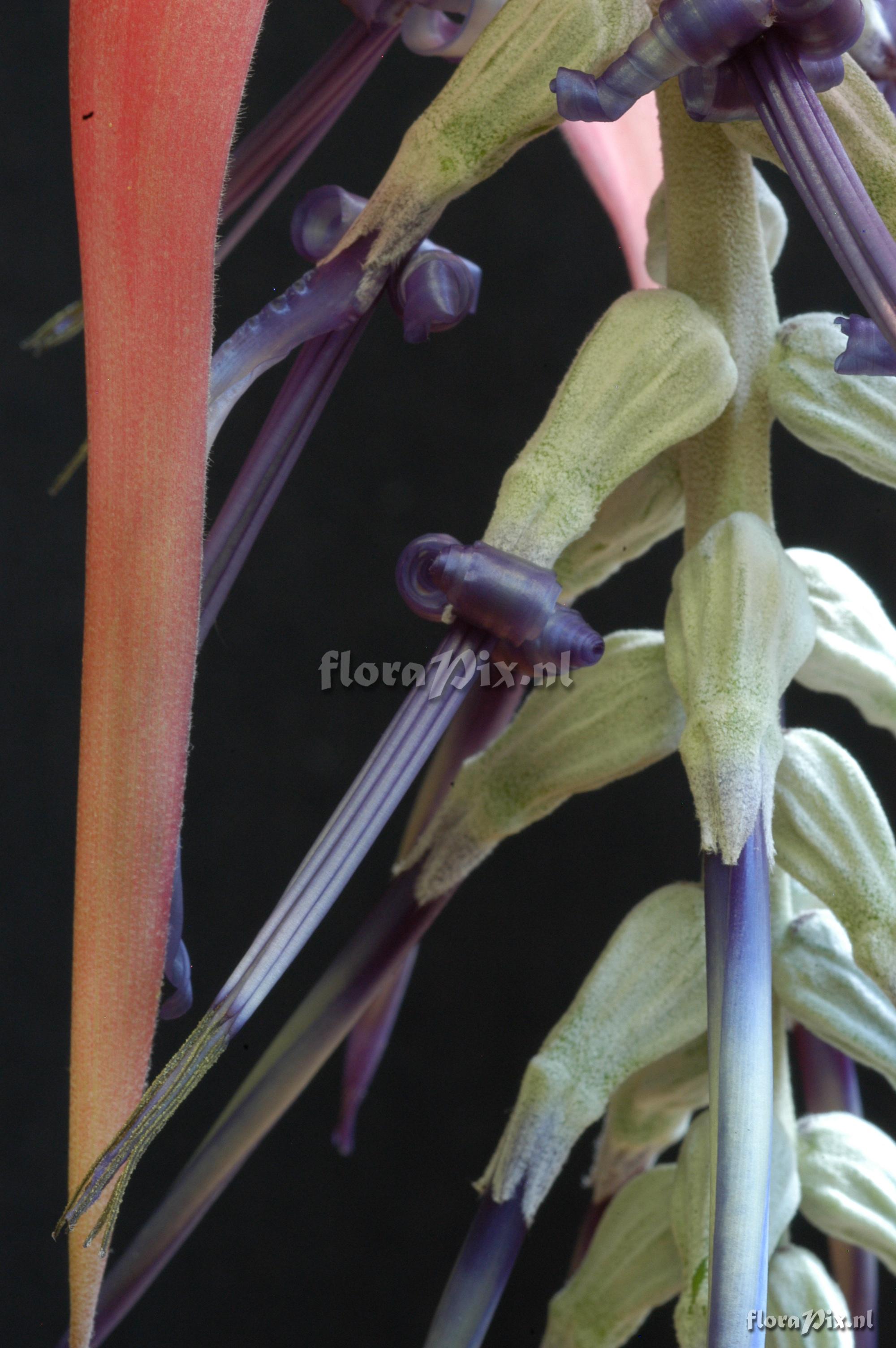 Billbergia kuhlmannii