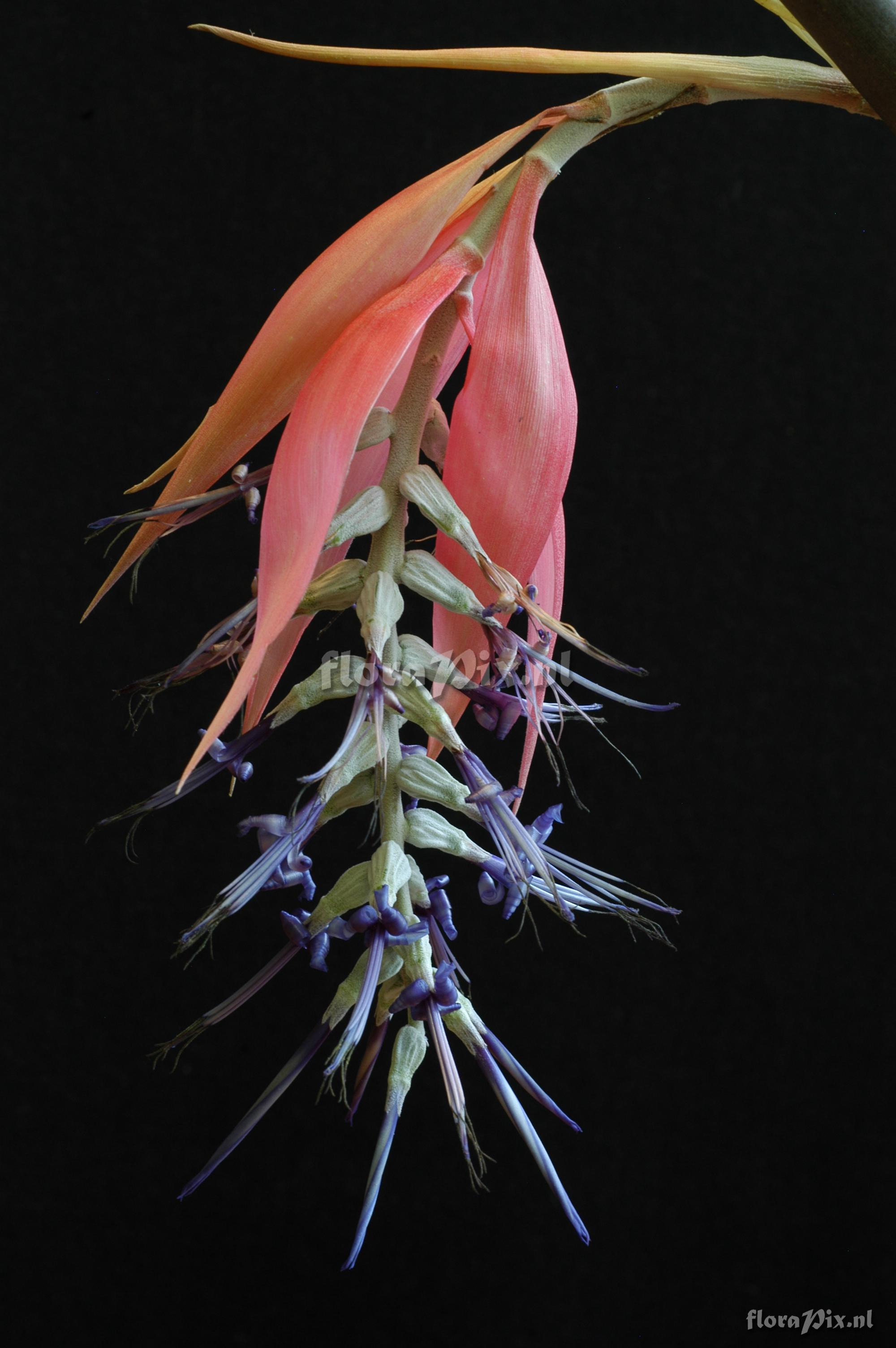 Billbergia brasiliensis