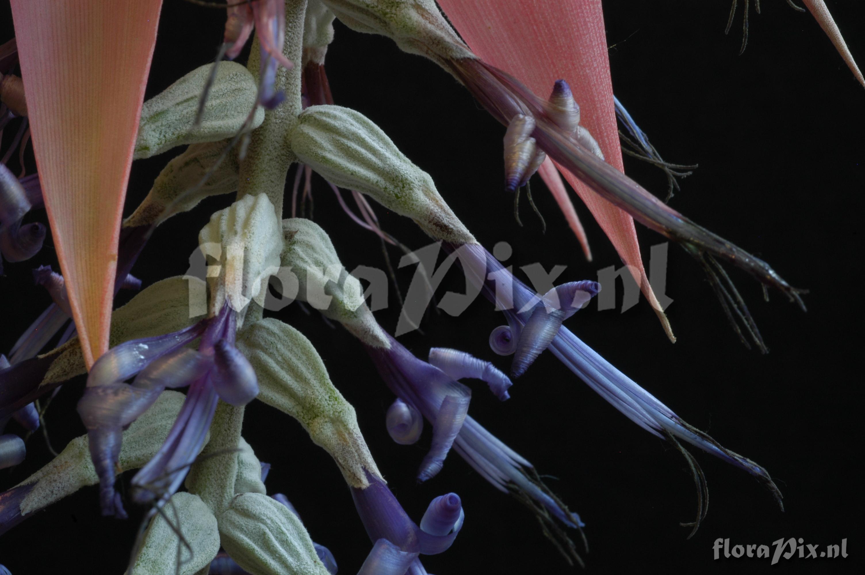 Billbergia aff. velascana