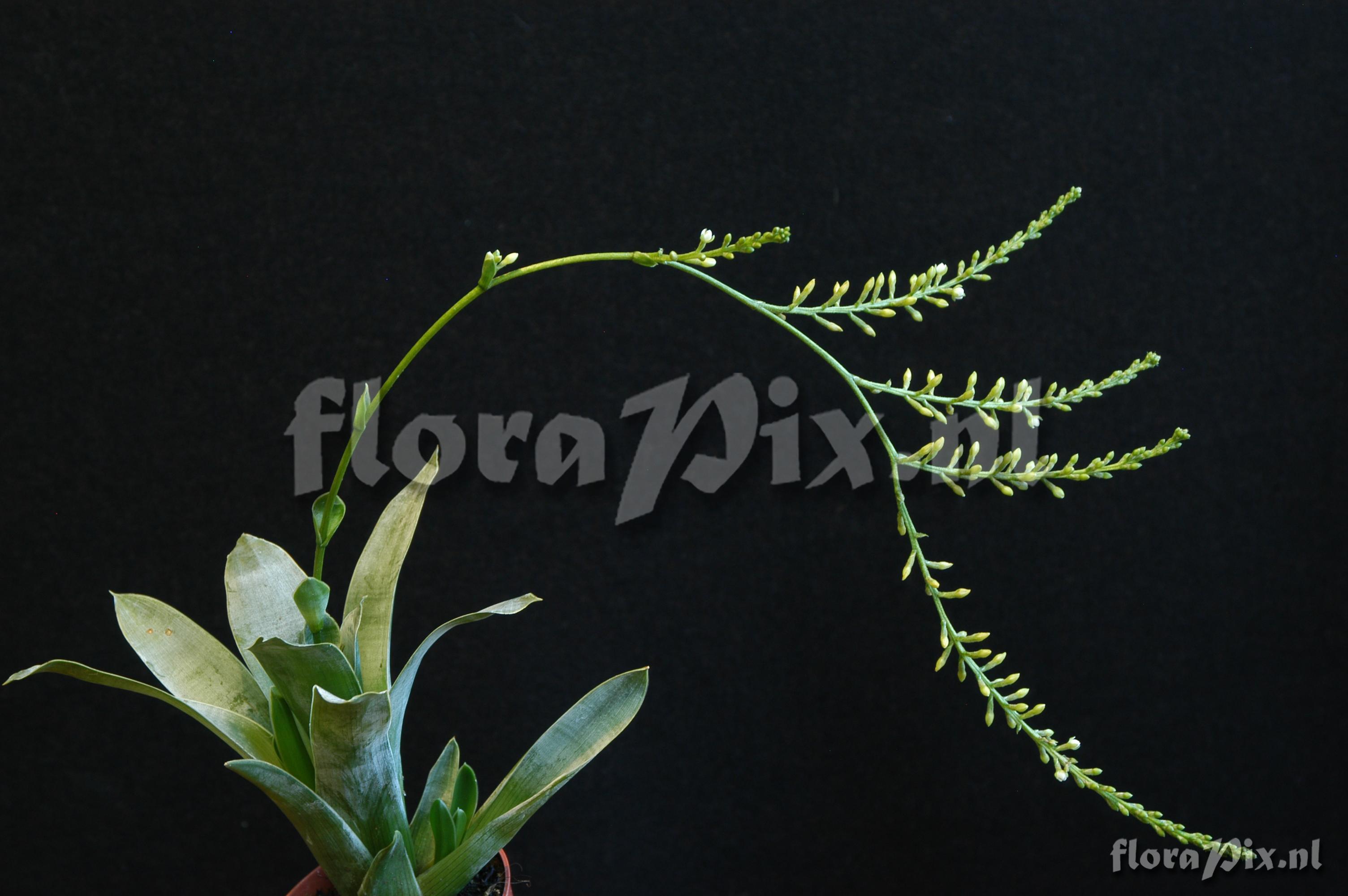 Tillandsia xerographica x Tillandsia brachycaulos 2008GR01458