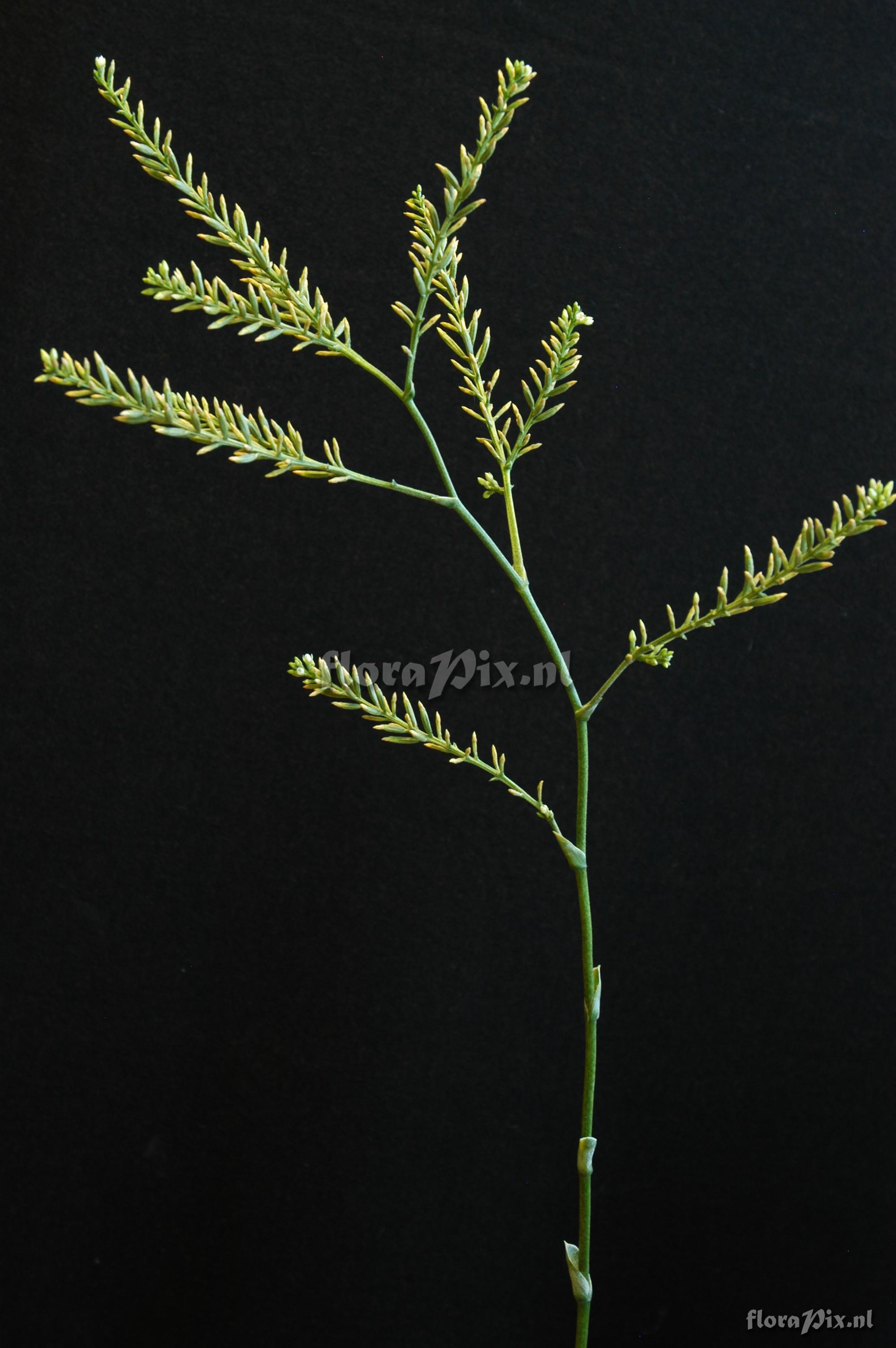 Brocchinia hechtioides