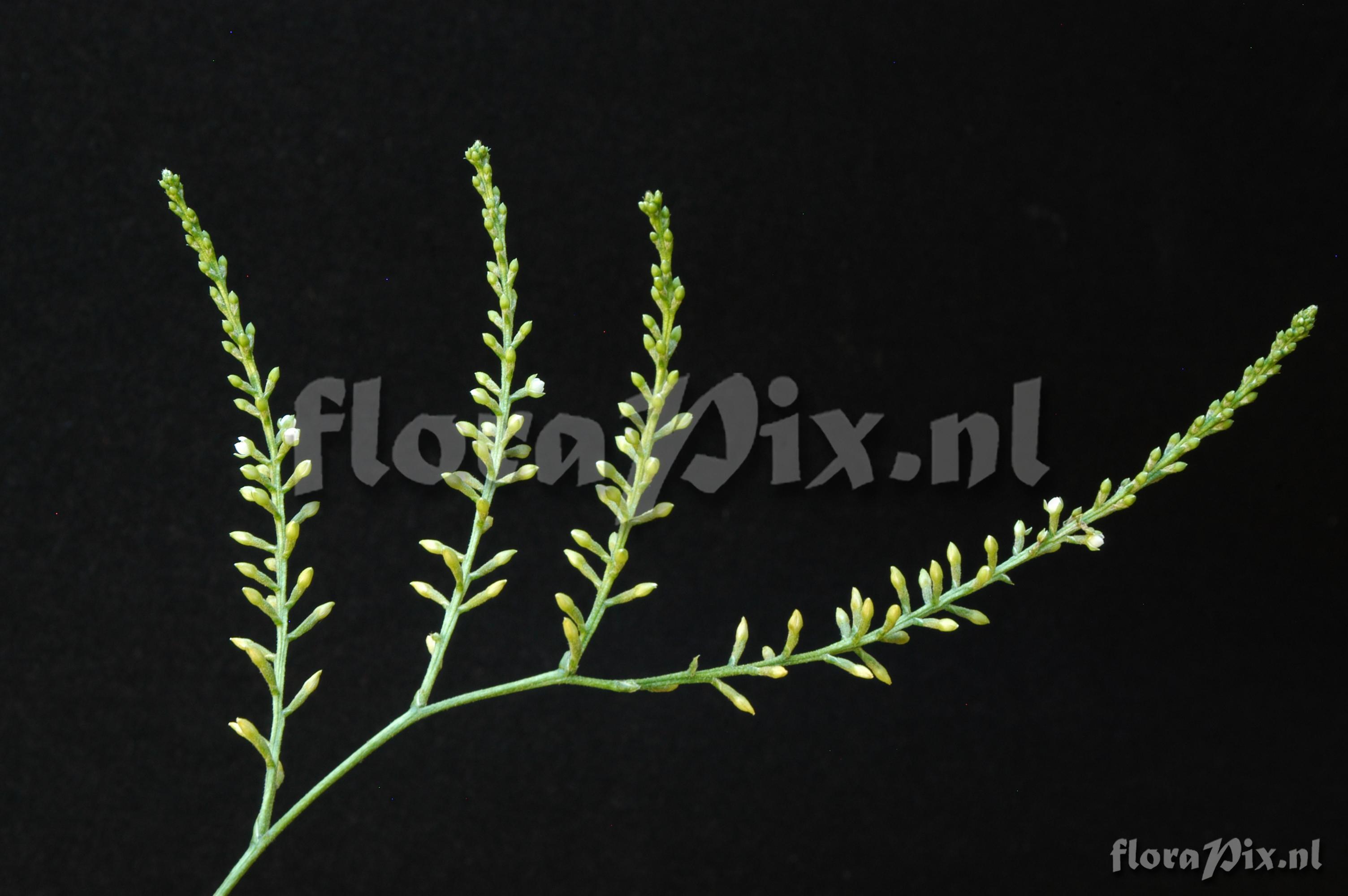 Tillandsia tenuifolia EG627