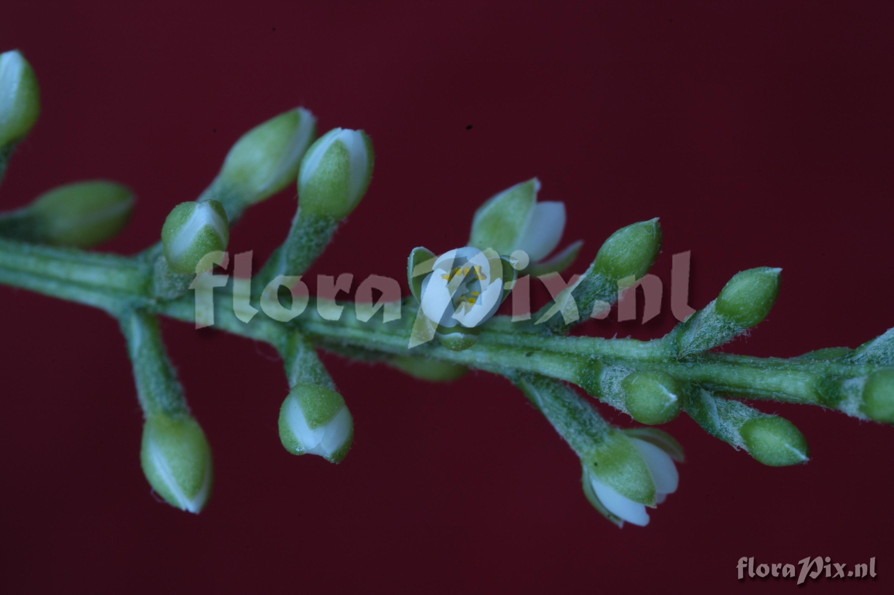 Brocchinia hechtioides