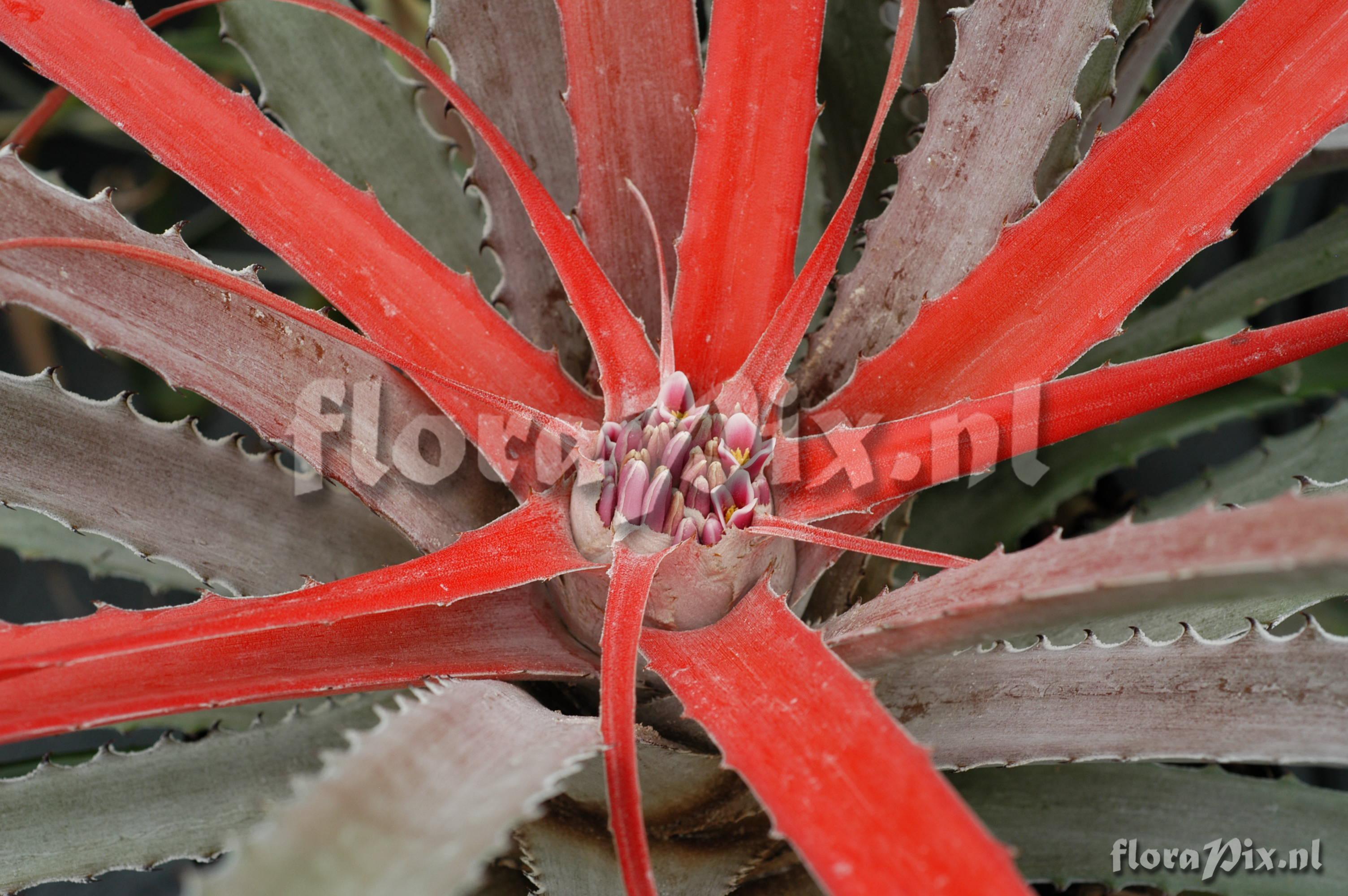 Bromelia flemingii