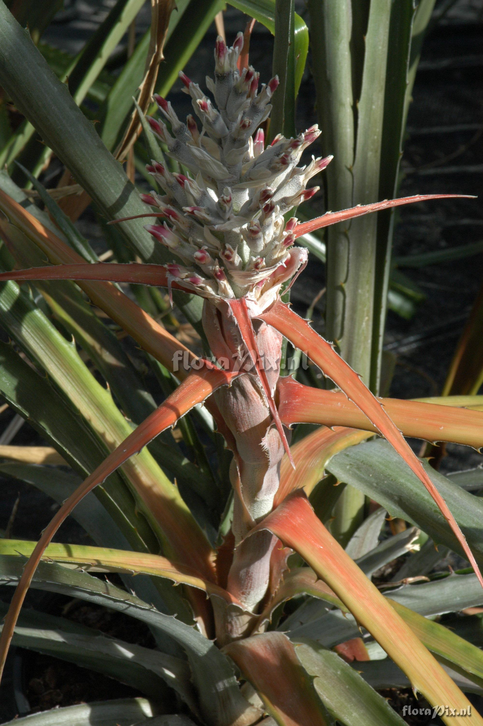 Bromelia laciniosa