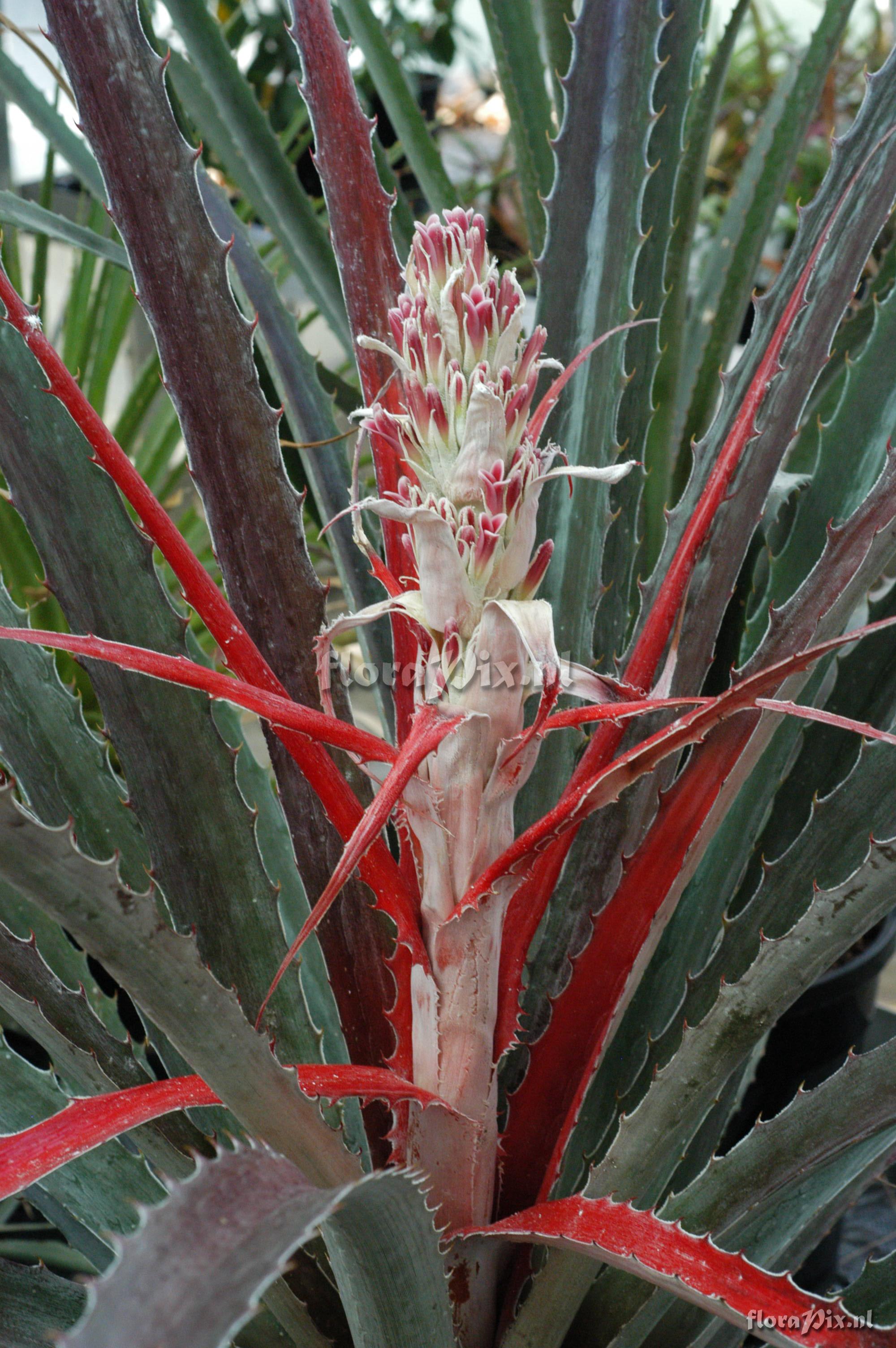 Tillandsia tenuifolia EG627