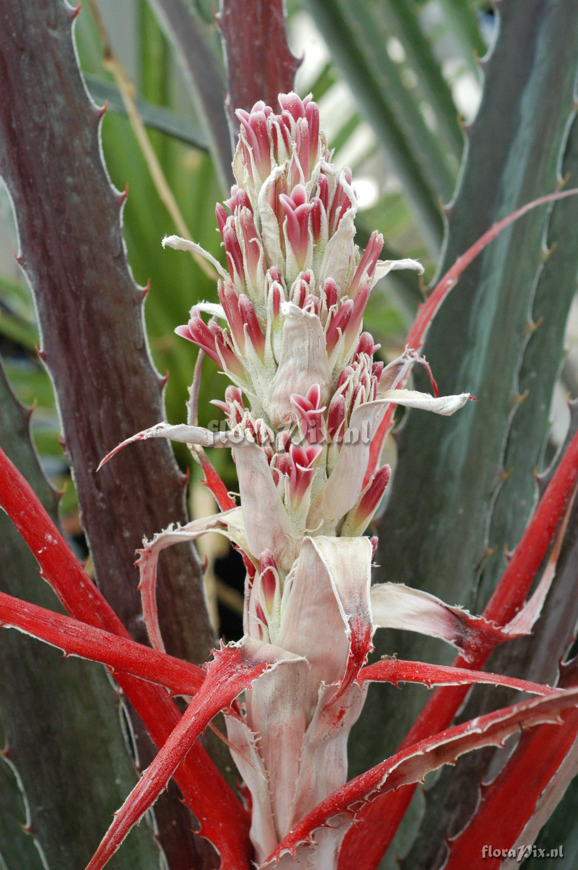 Bromelia pinguin