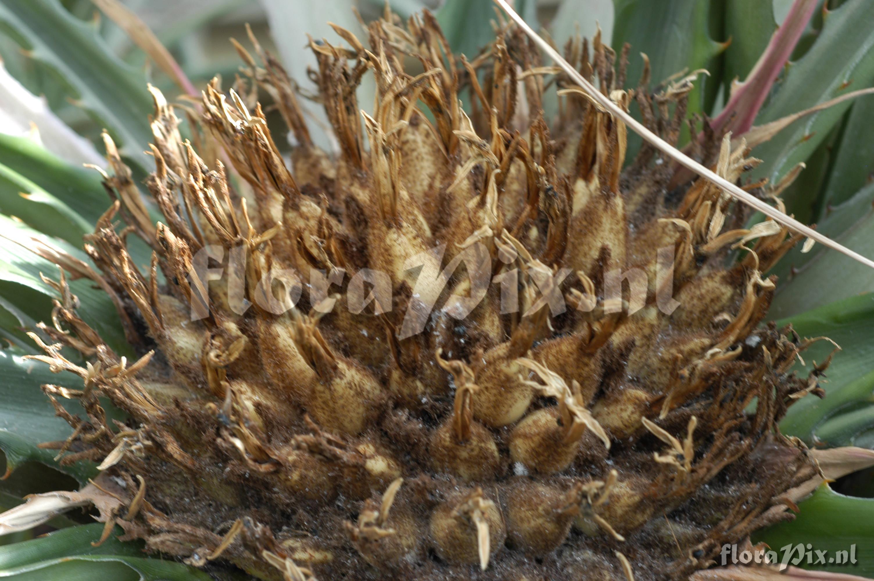 Bromelia plumieri