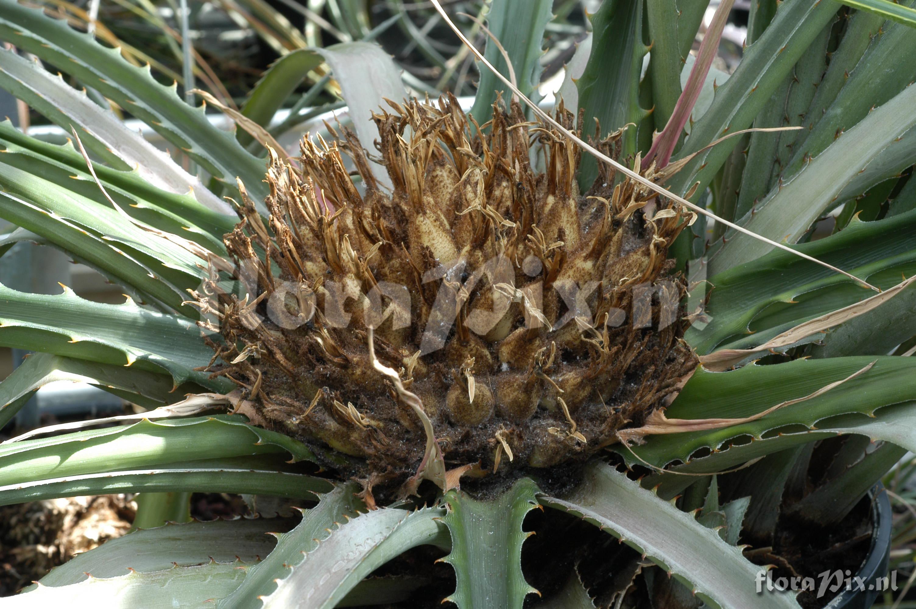 Bromelia plumieri