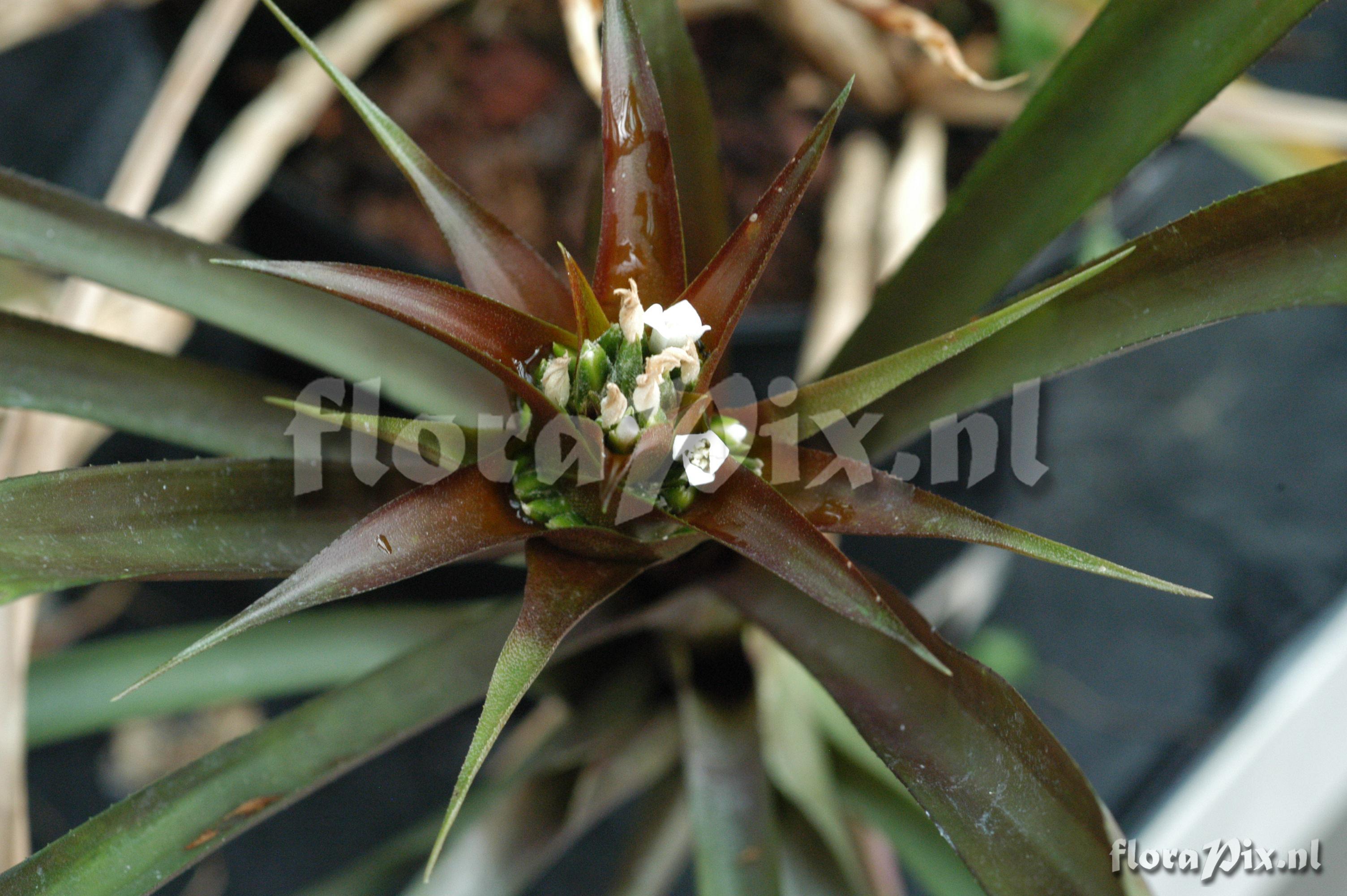 Canistropsis billbergioides f. billbergioides