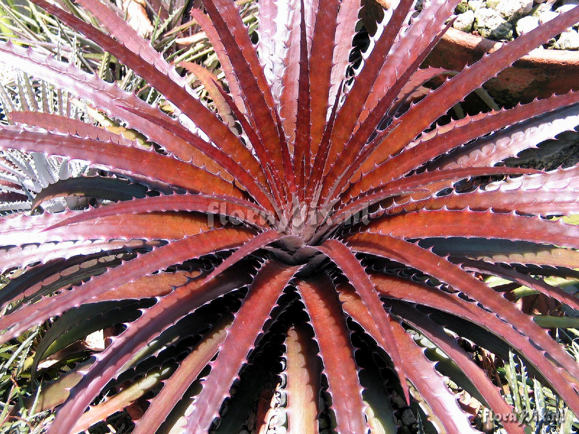 Dyckcohnia (Deuterocohnia brevispicata x Dyckia