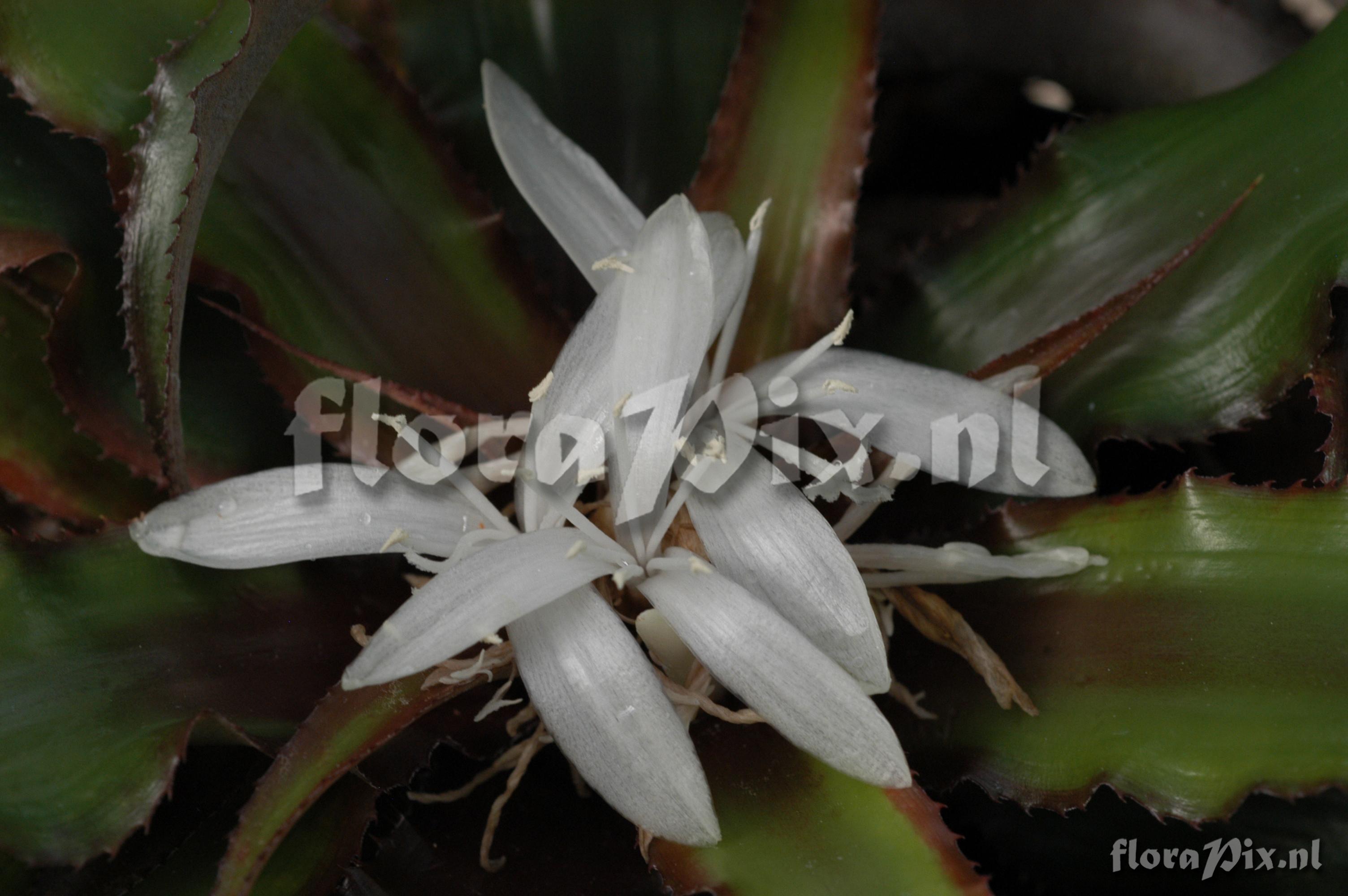 Cryptanthus spec.