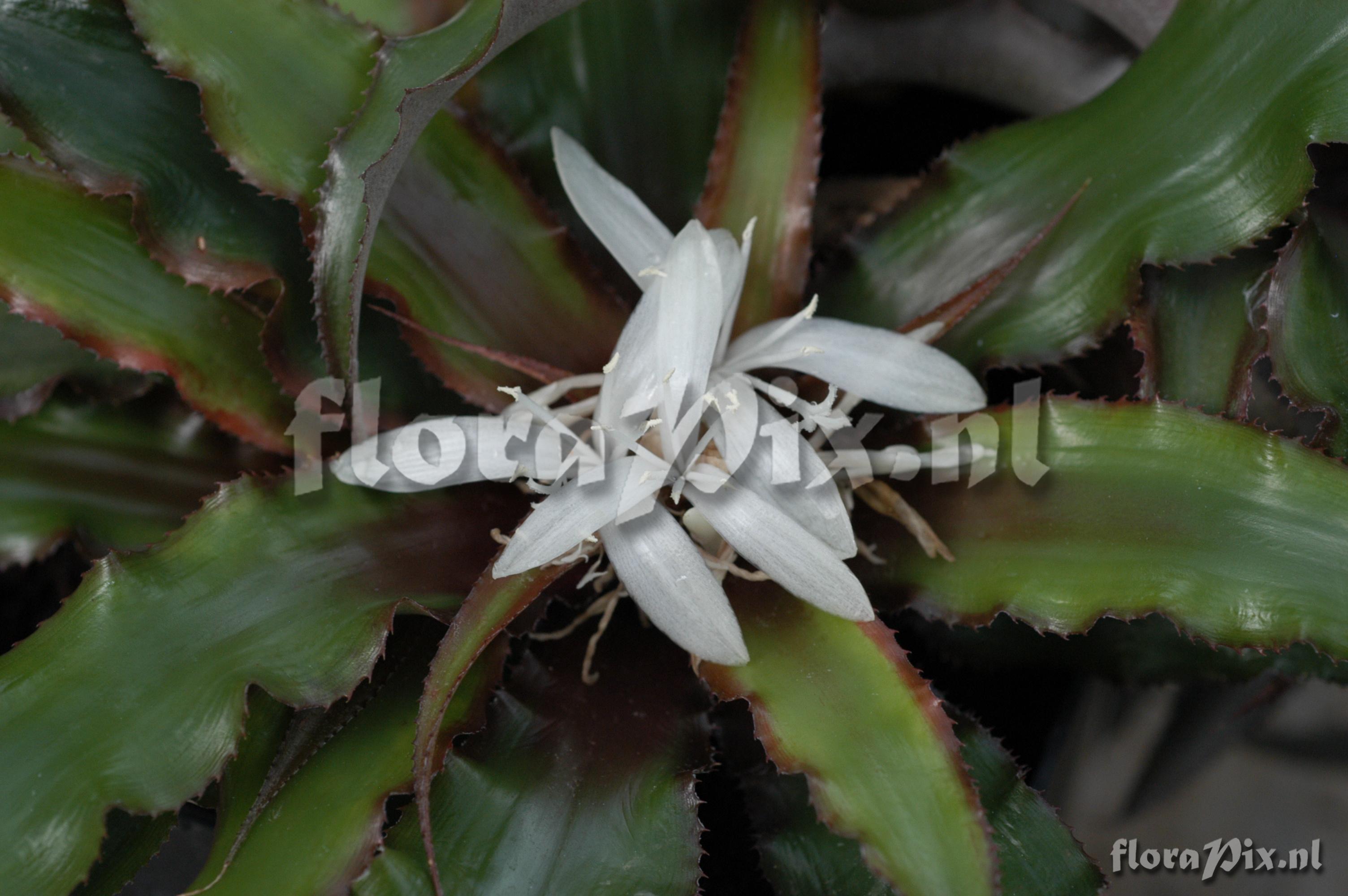 Cryptanthus spec.