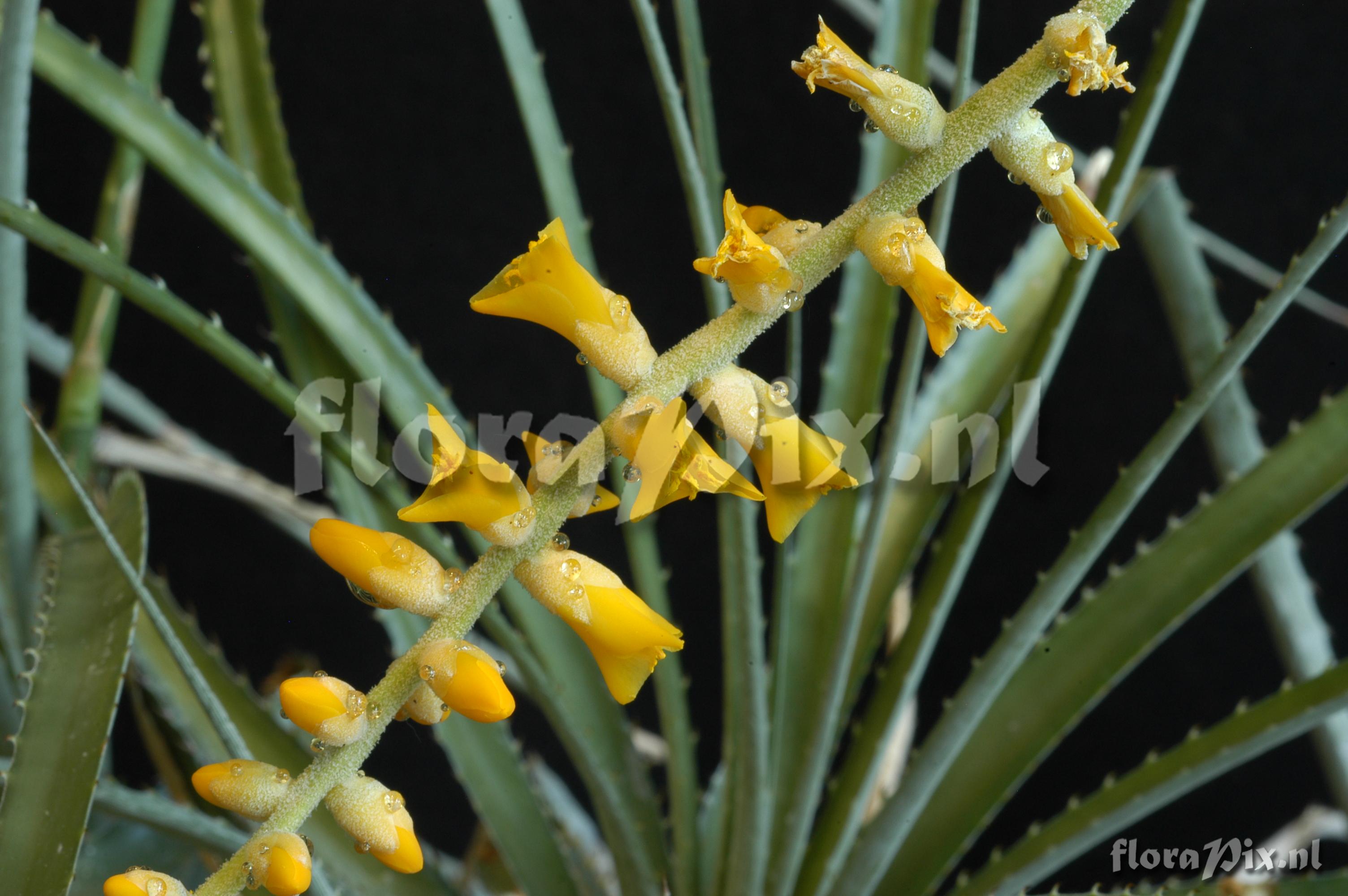 Dyckia ferox