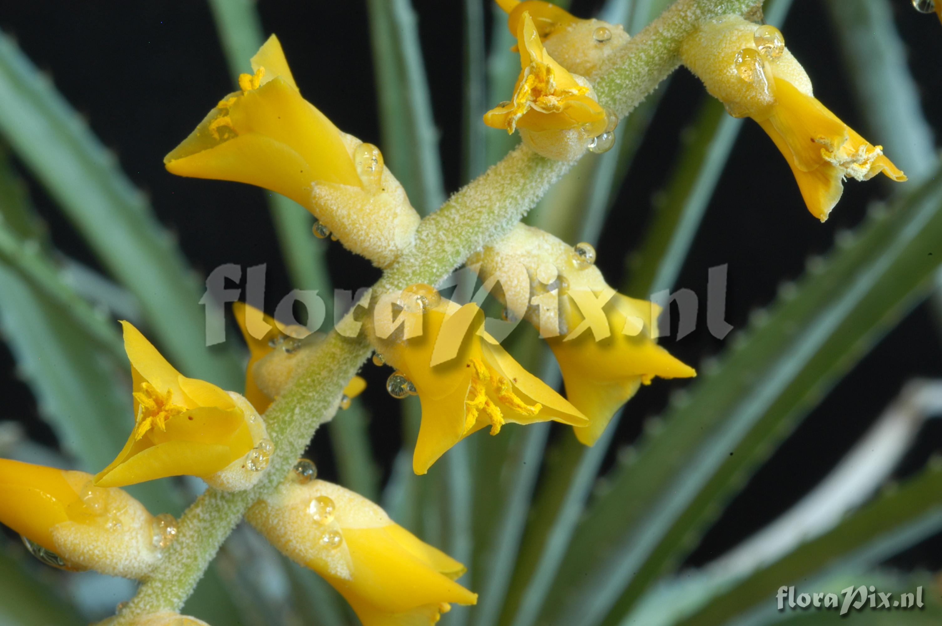 Dyckia ferox