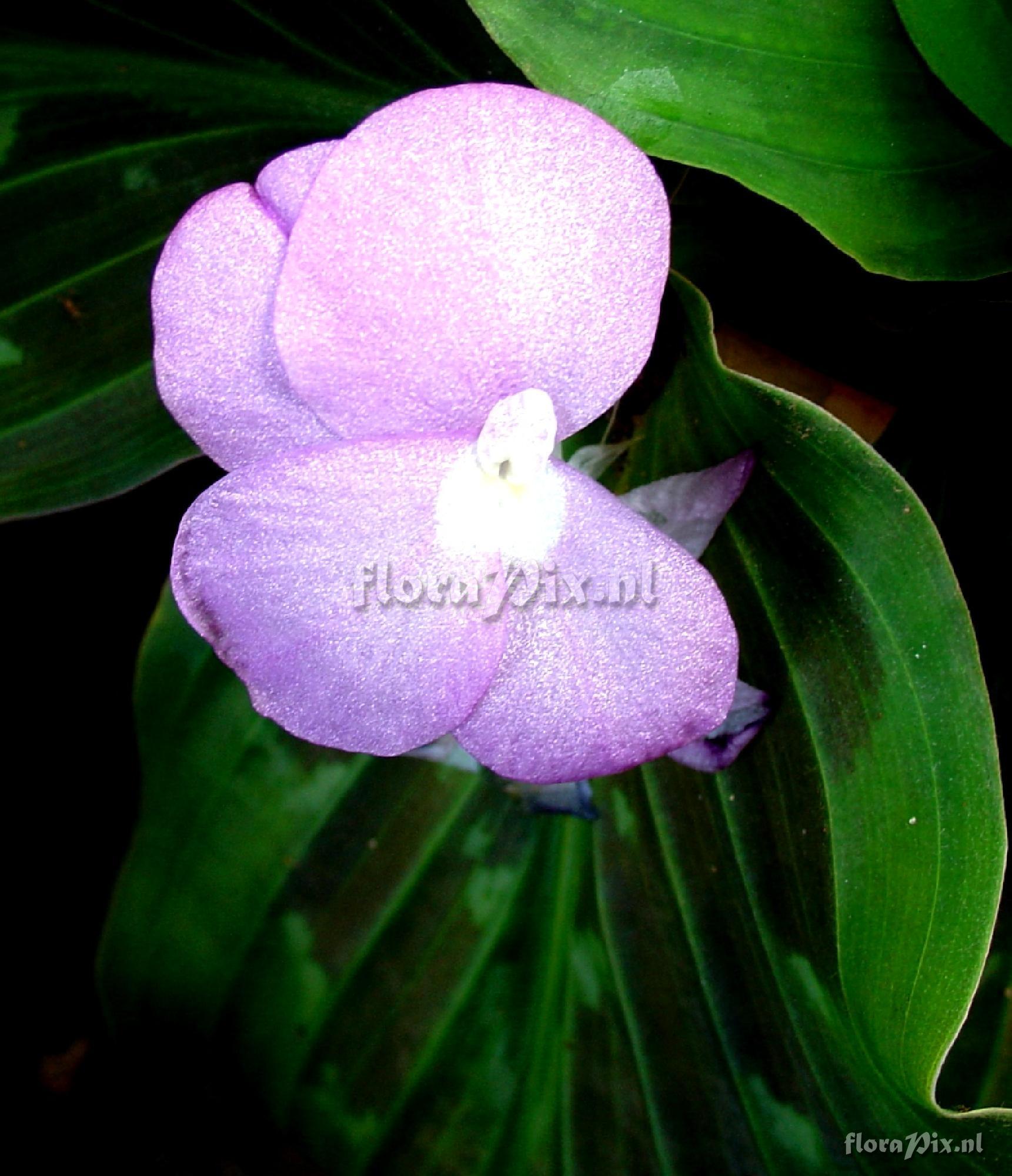 Maranta sp. Leaf and Flower