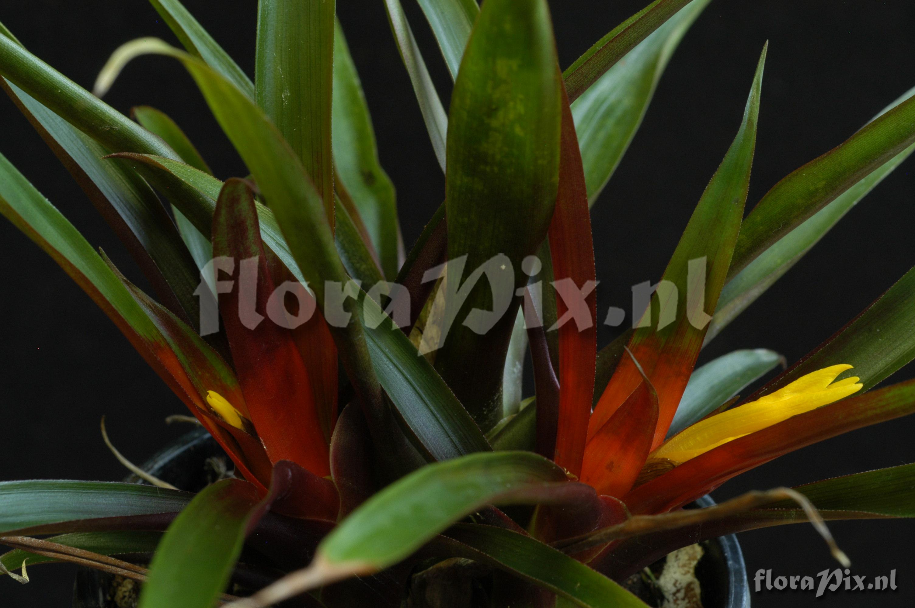 Guzmania butcheri