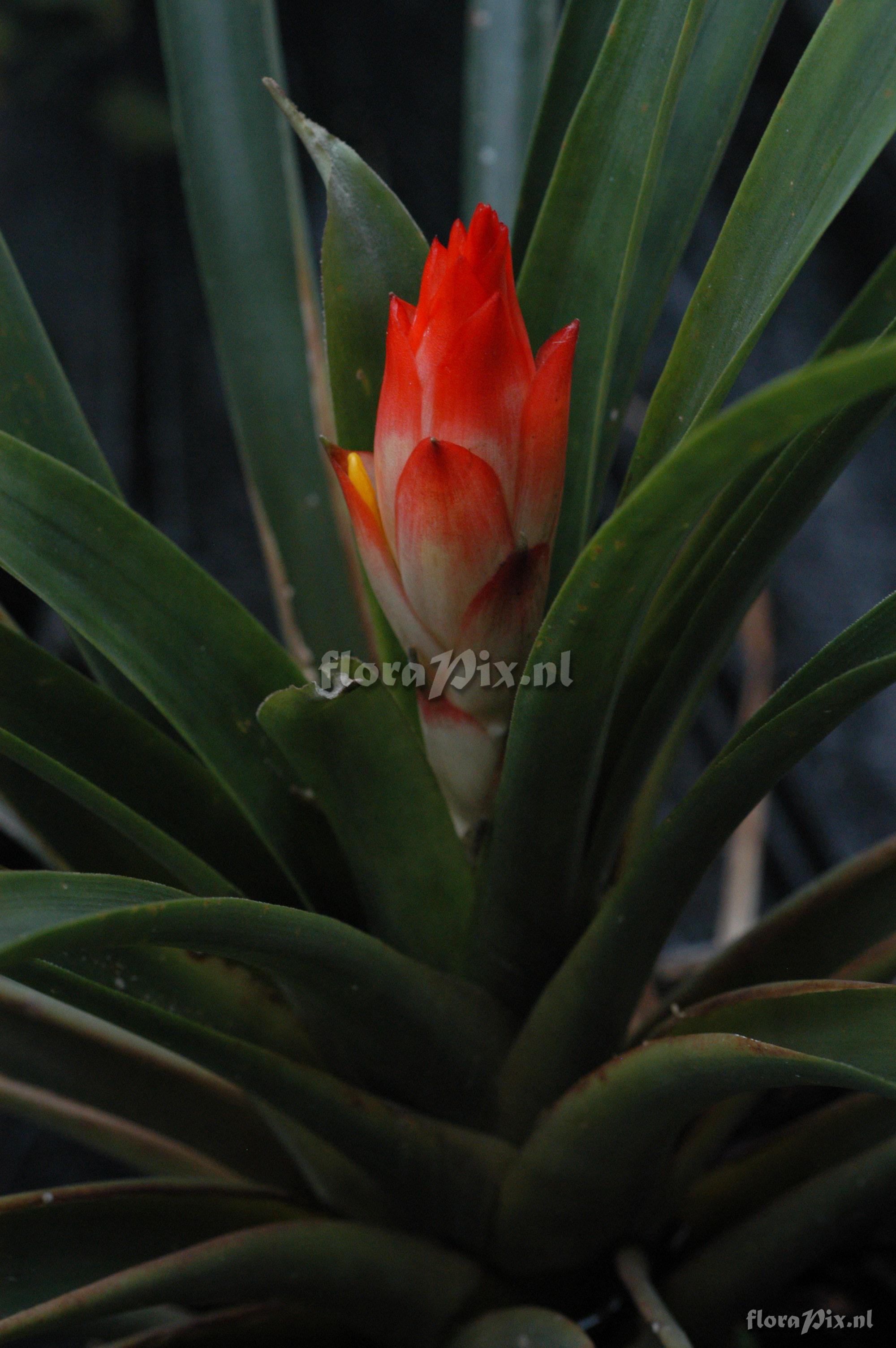 Guzmania osyana