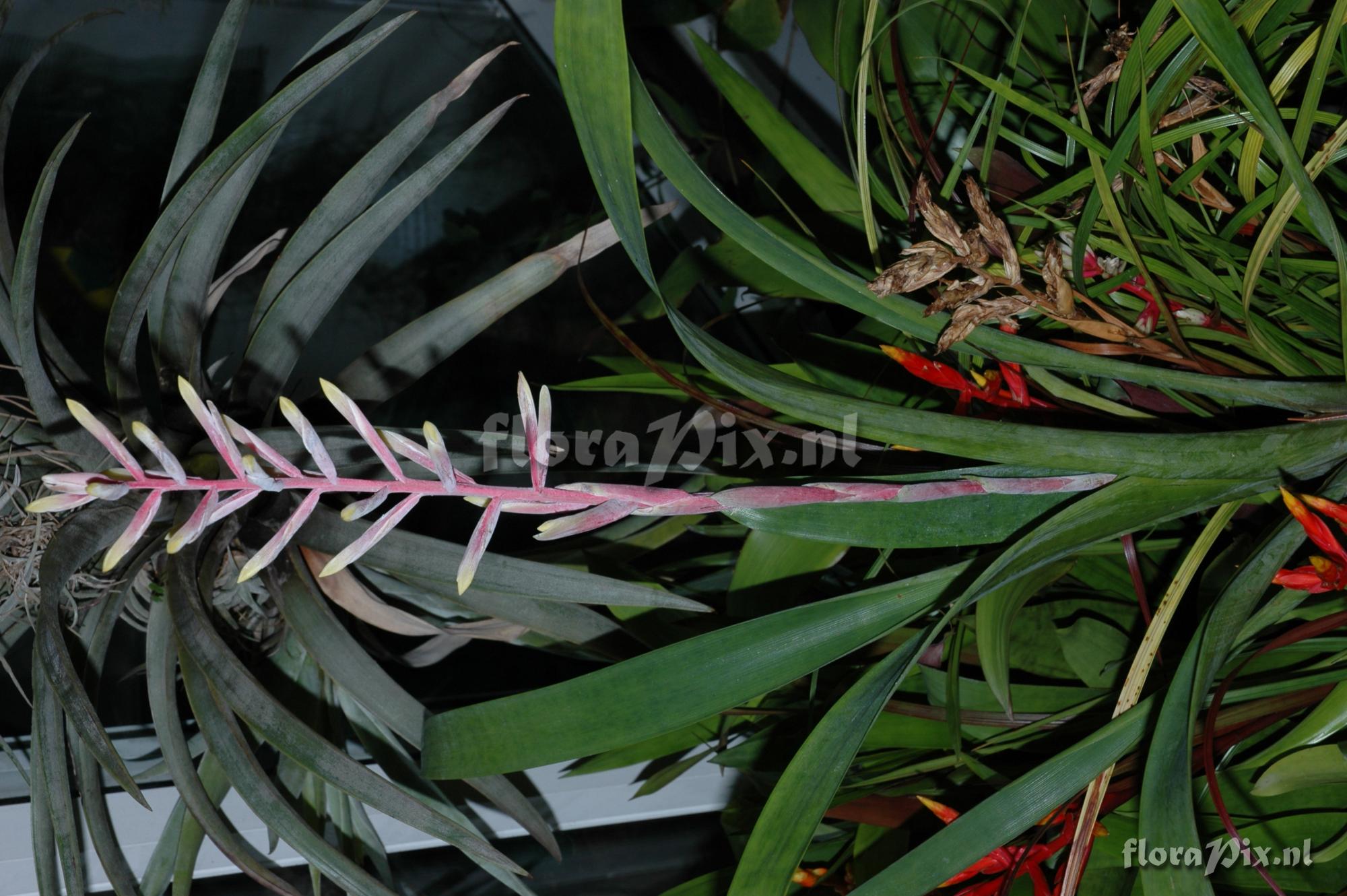 Guzmania macropoda