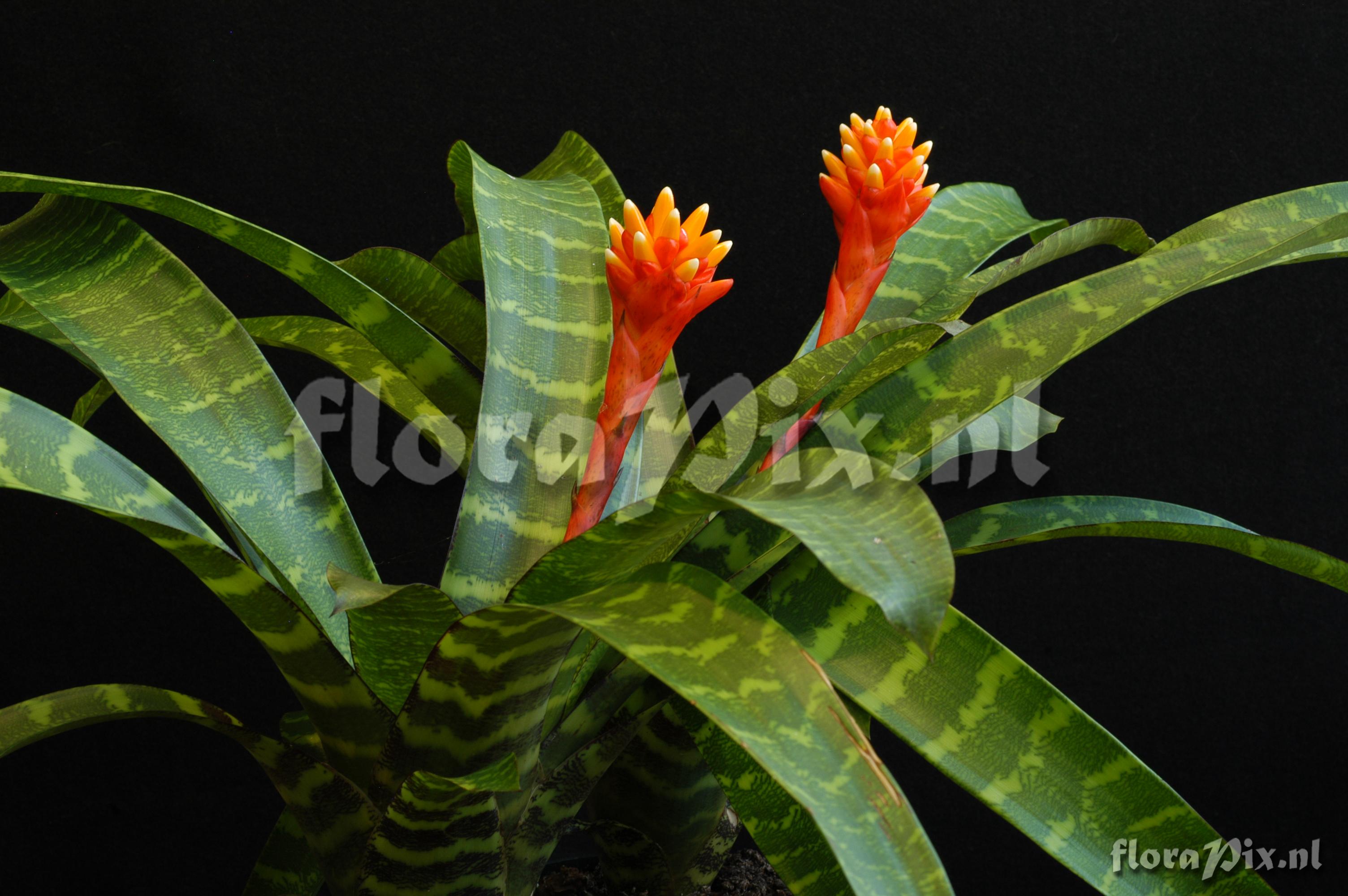 Guzmania musaica