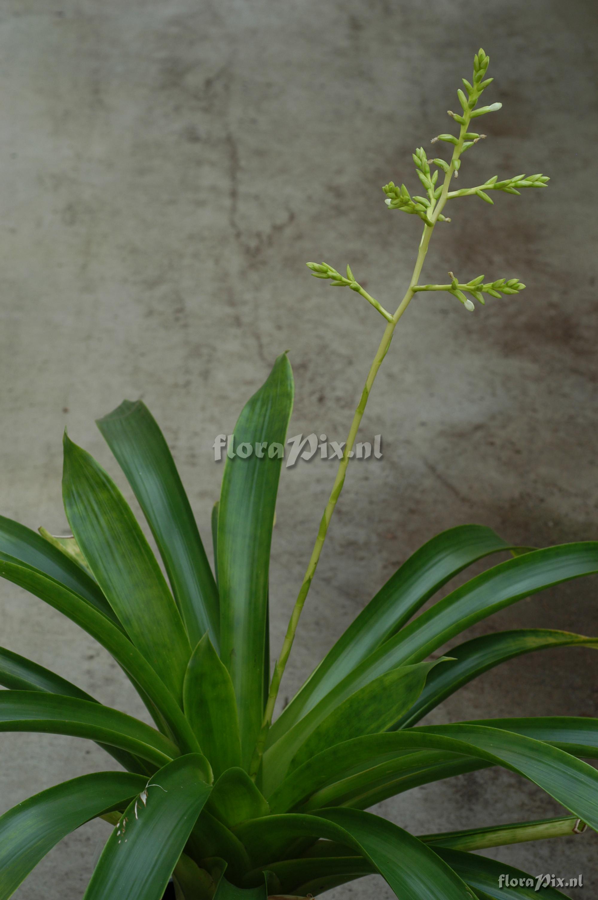 Maxillaria parkeri 1900ZW10787