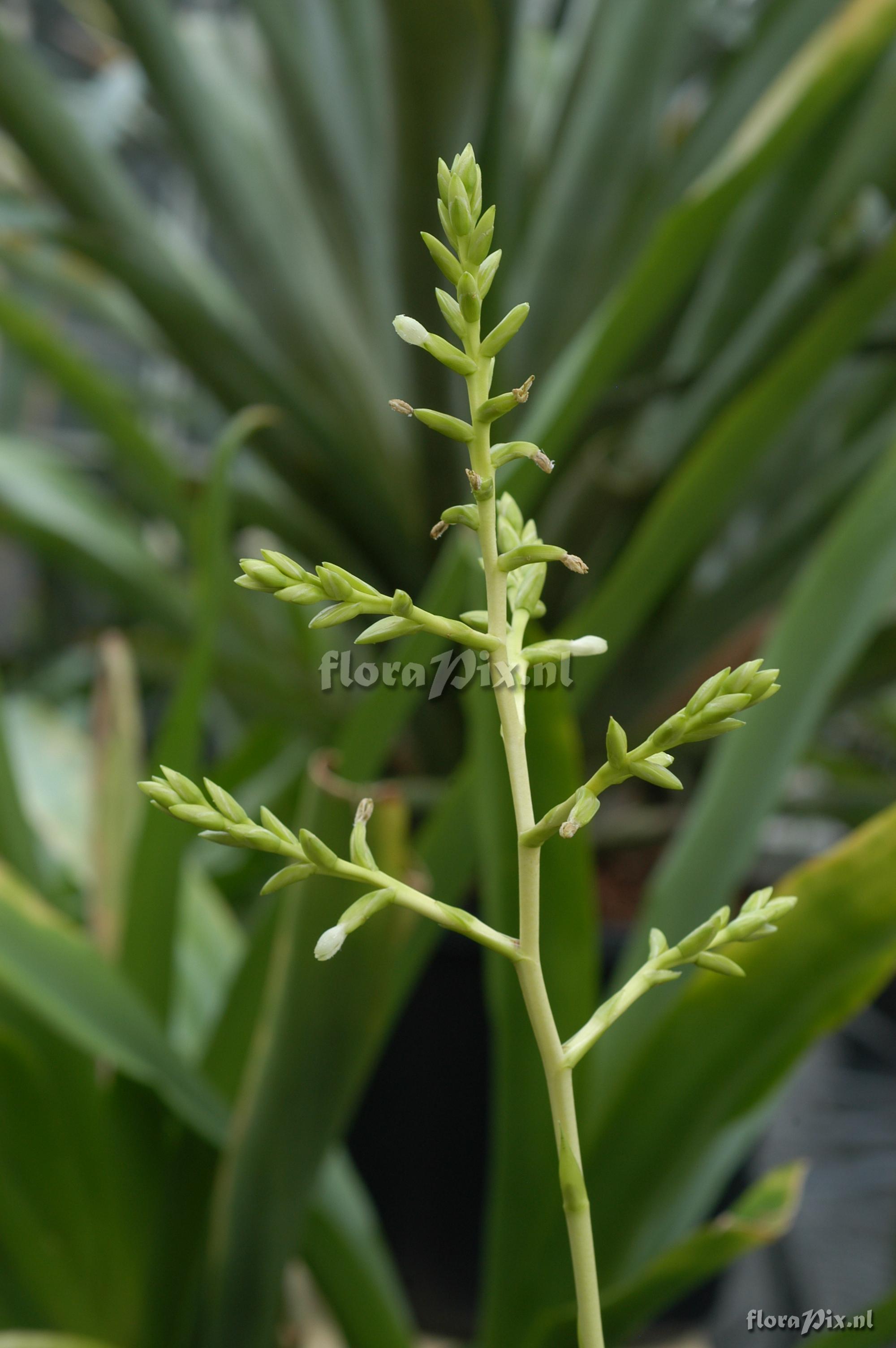 Fascicularia bicolor 1973GR00735