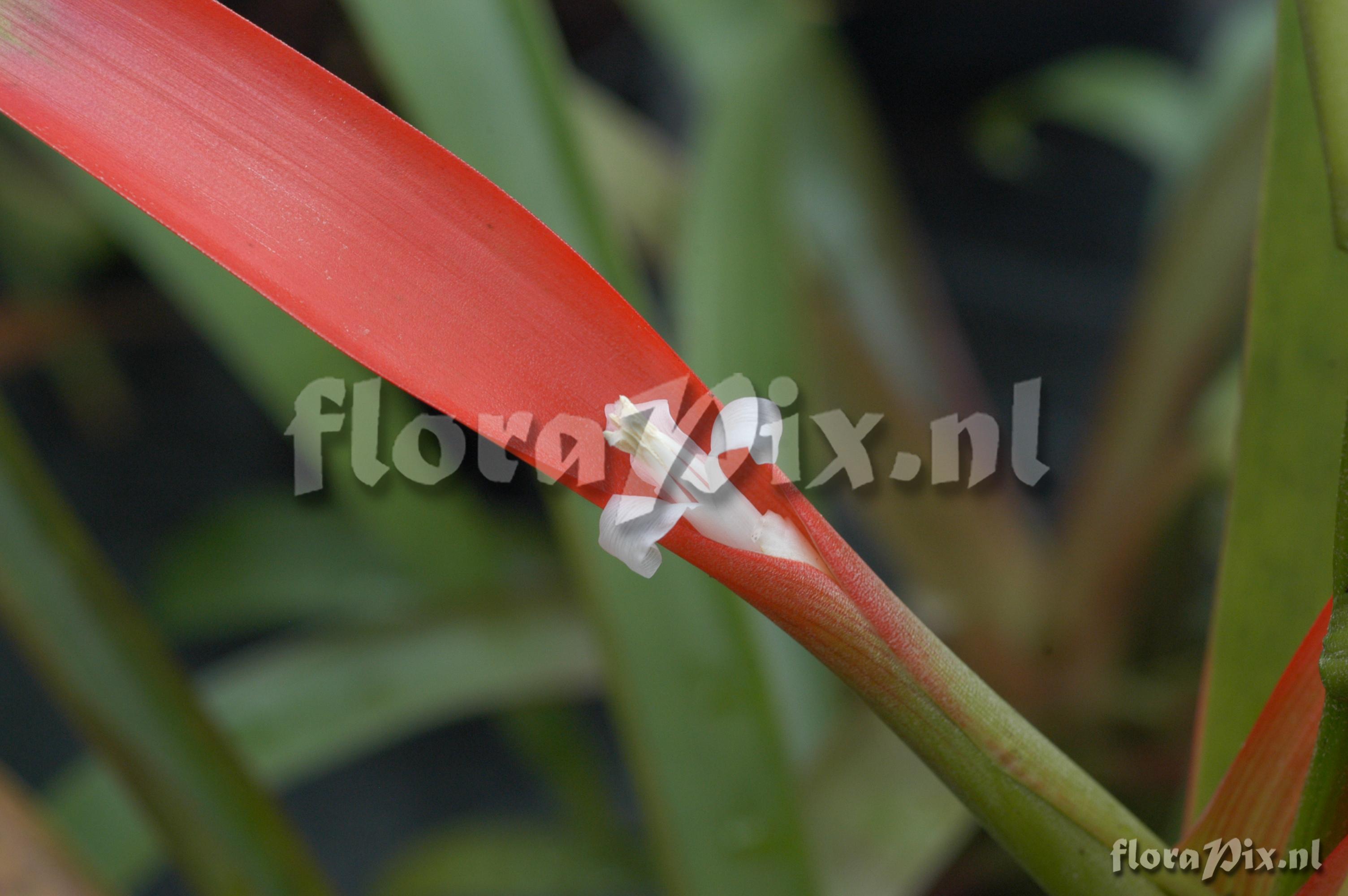 Guzmania wittmackii