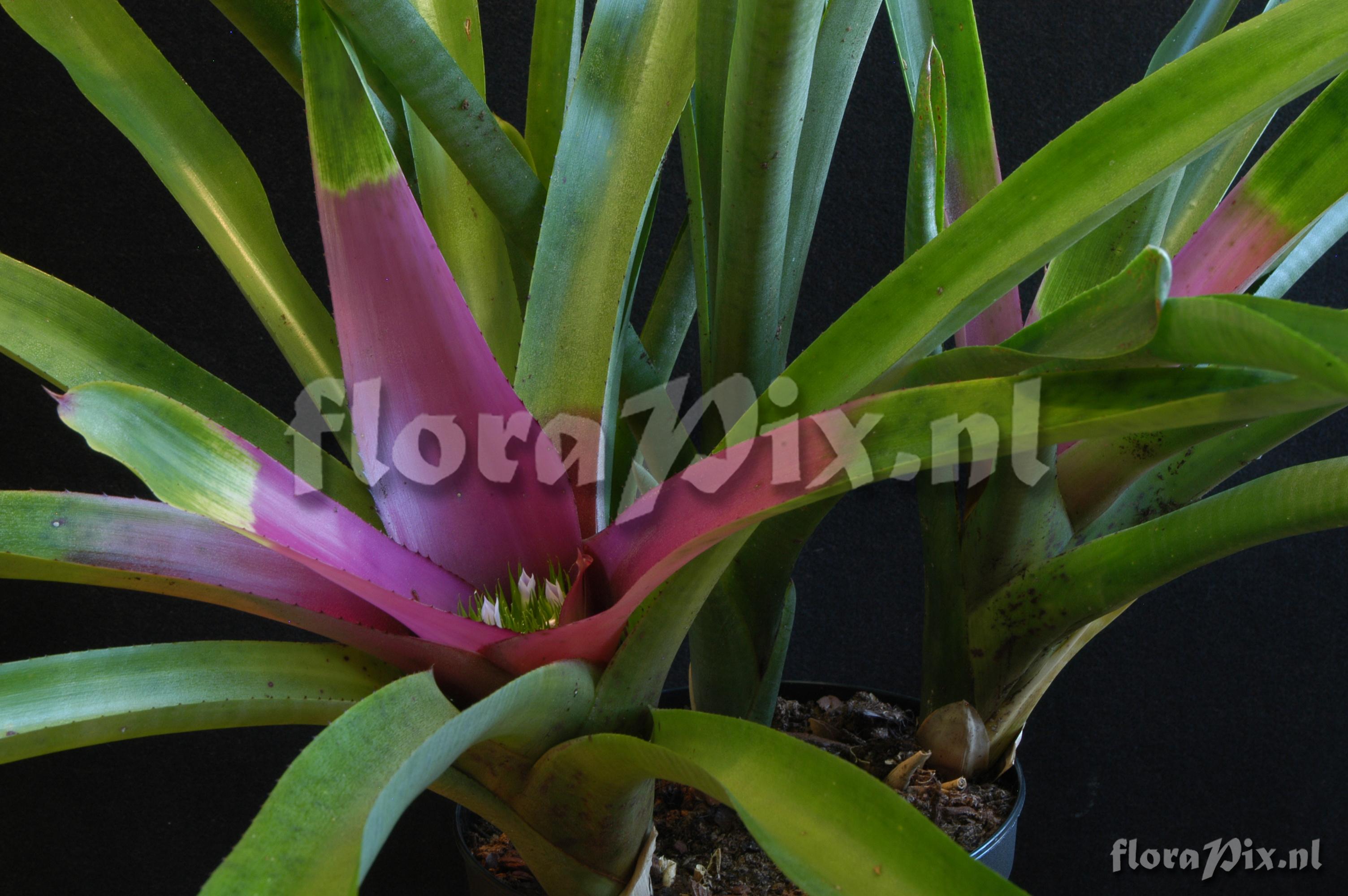 Neoregelia concentrica