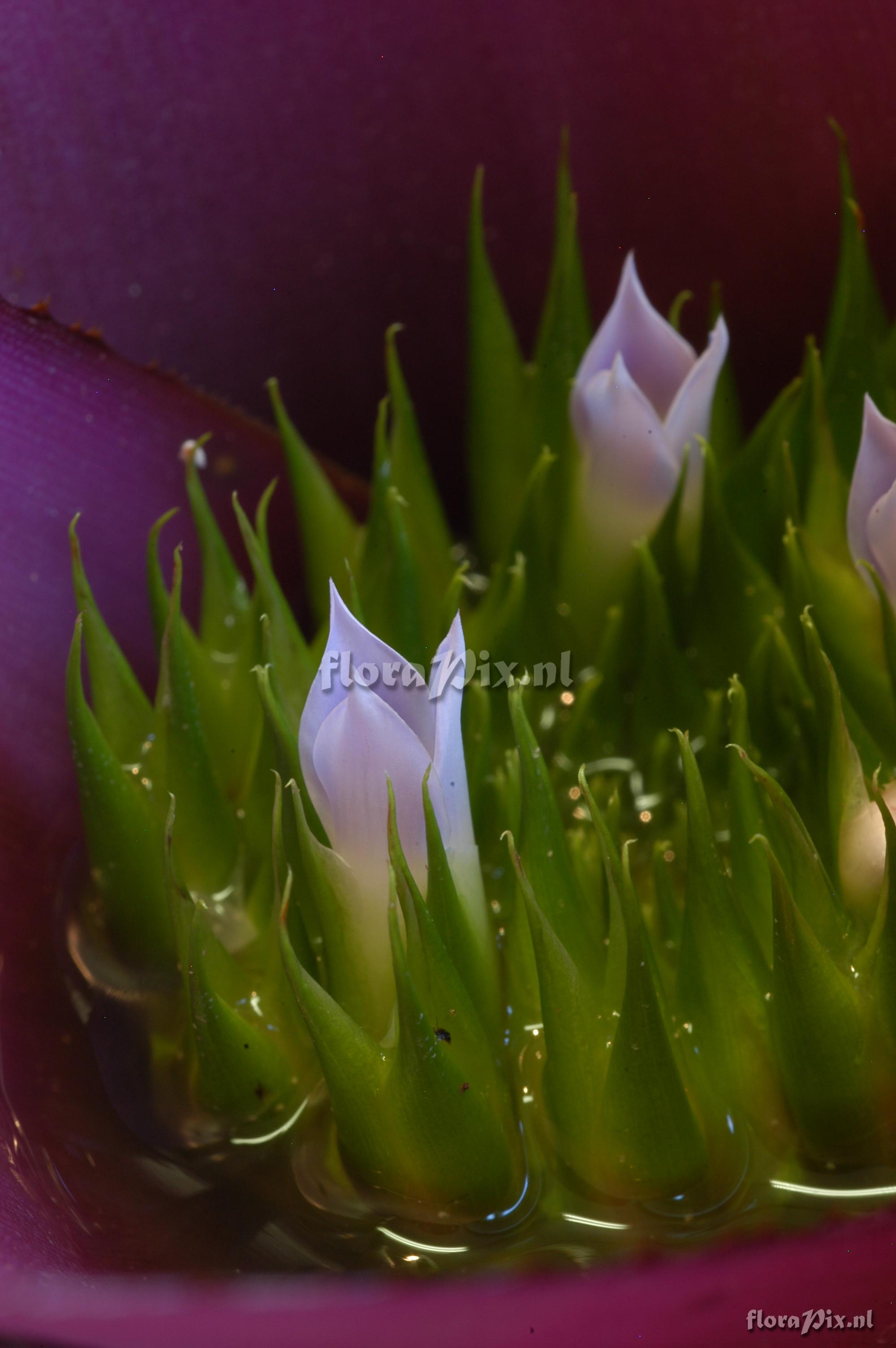 Neoregelia concentrica