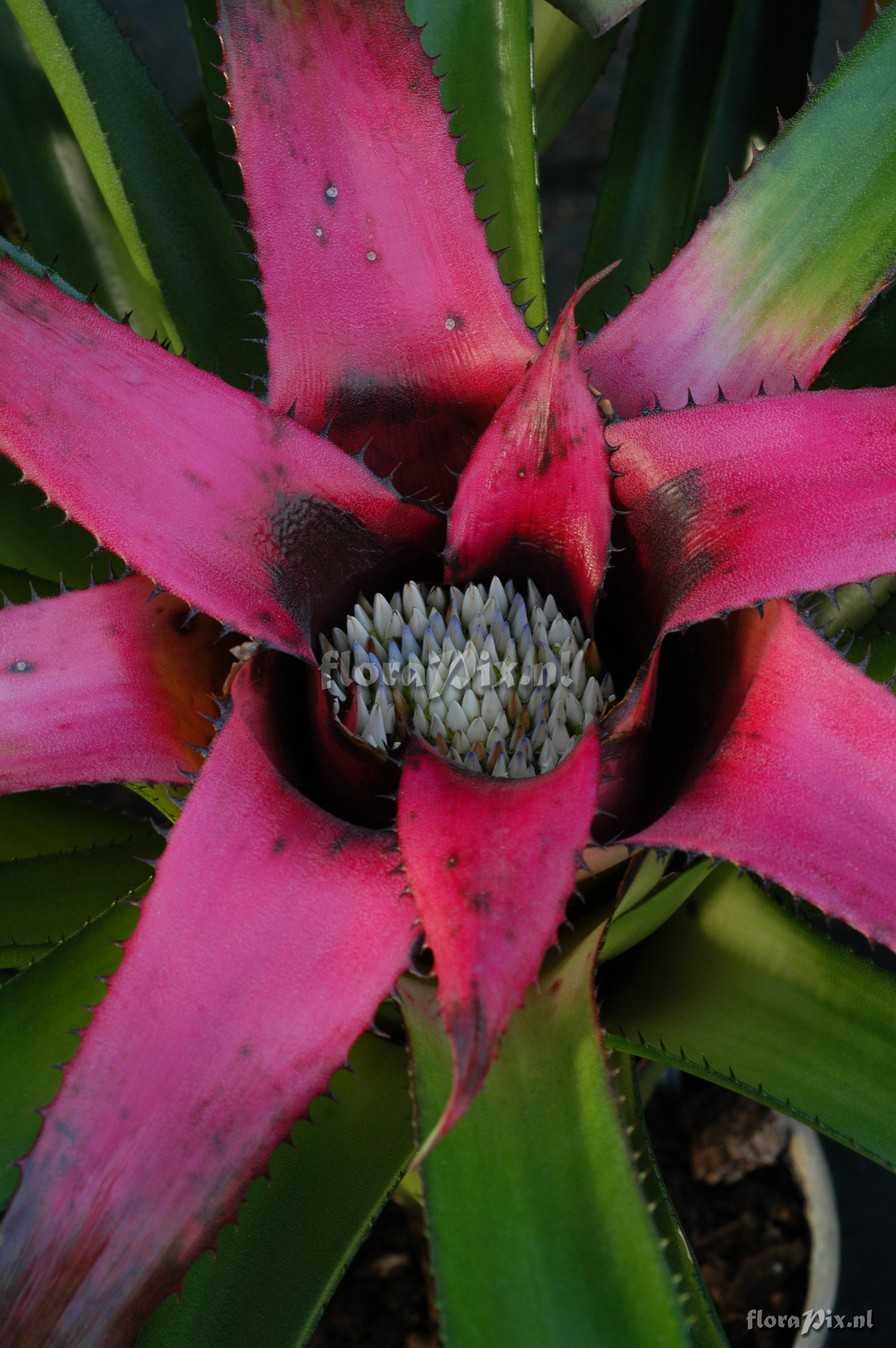 Neoregelia eleutheropetala