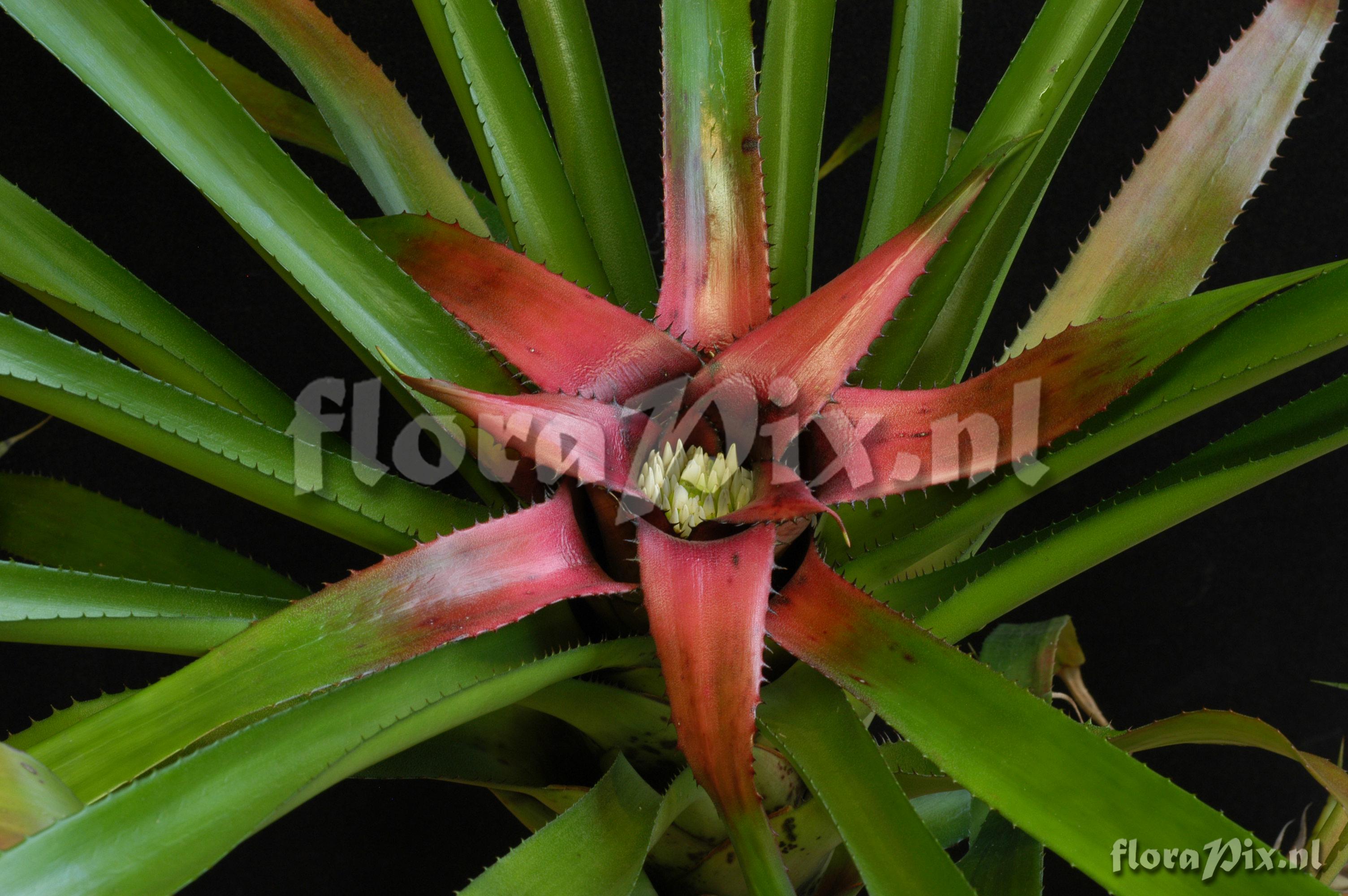 Neoregelia eleutheropetala var eleutheropetala