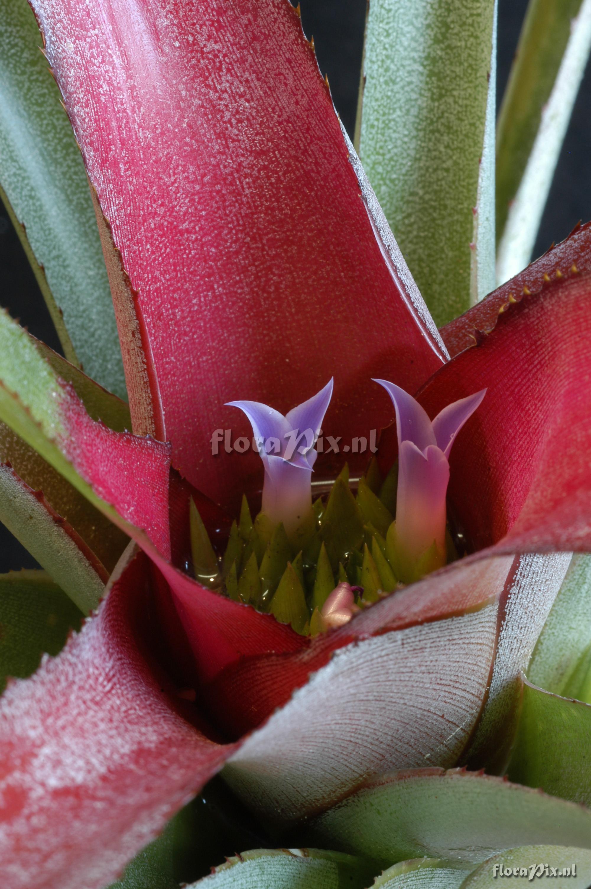 Neoregelia farinosa