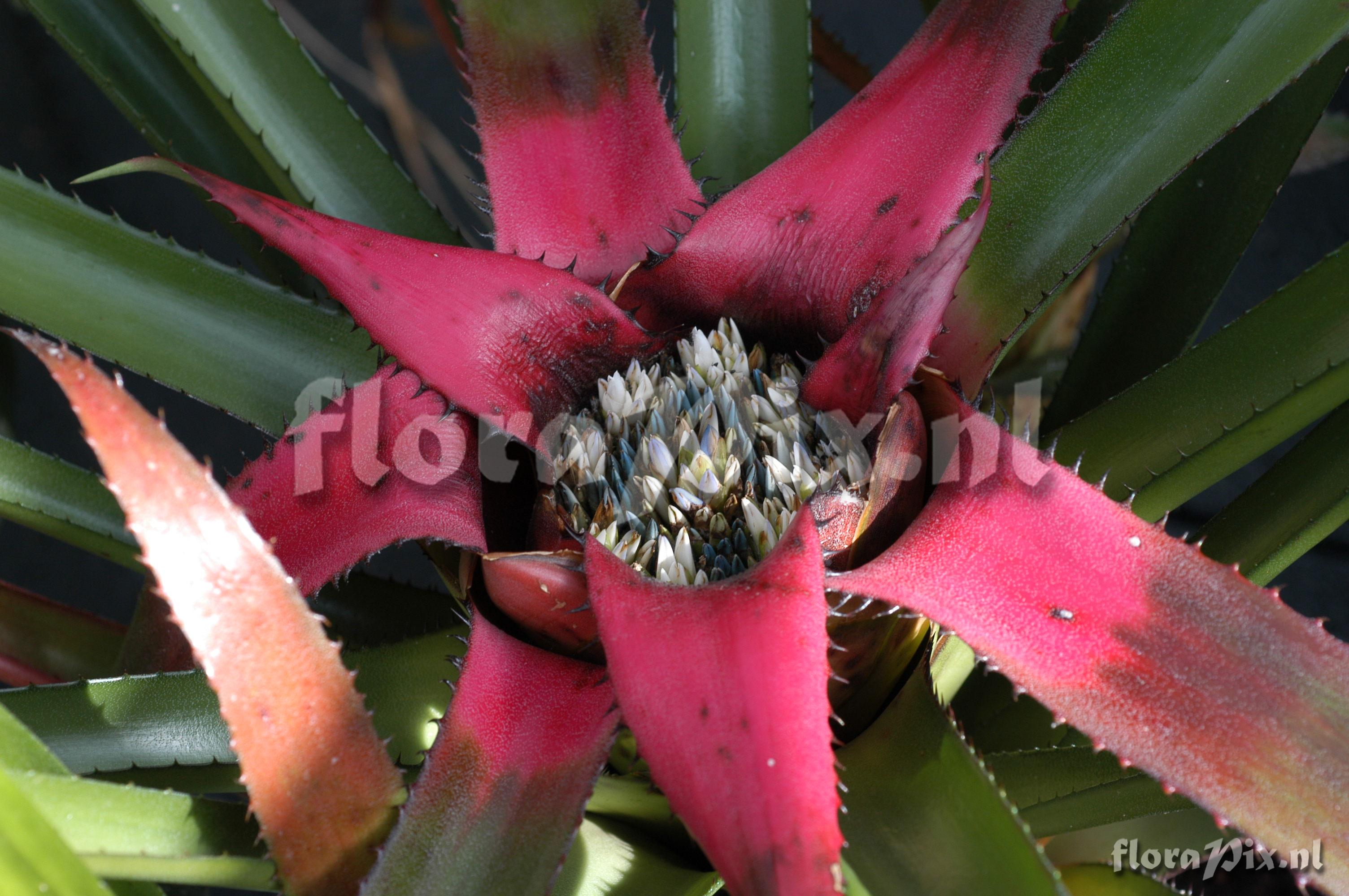 Neoregelia mooreana