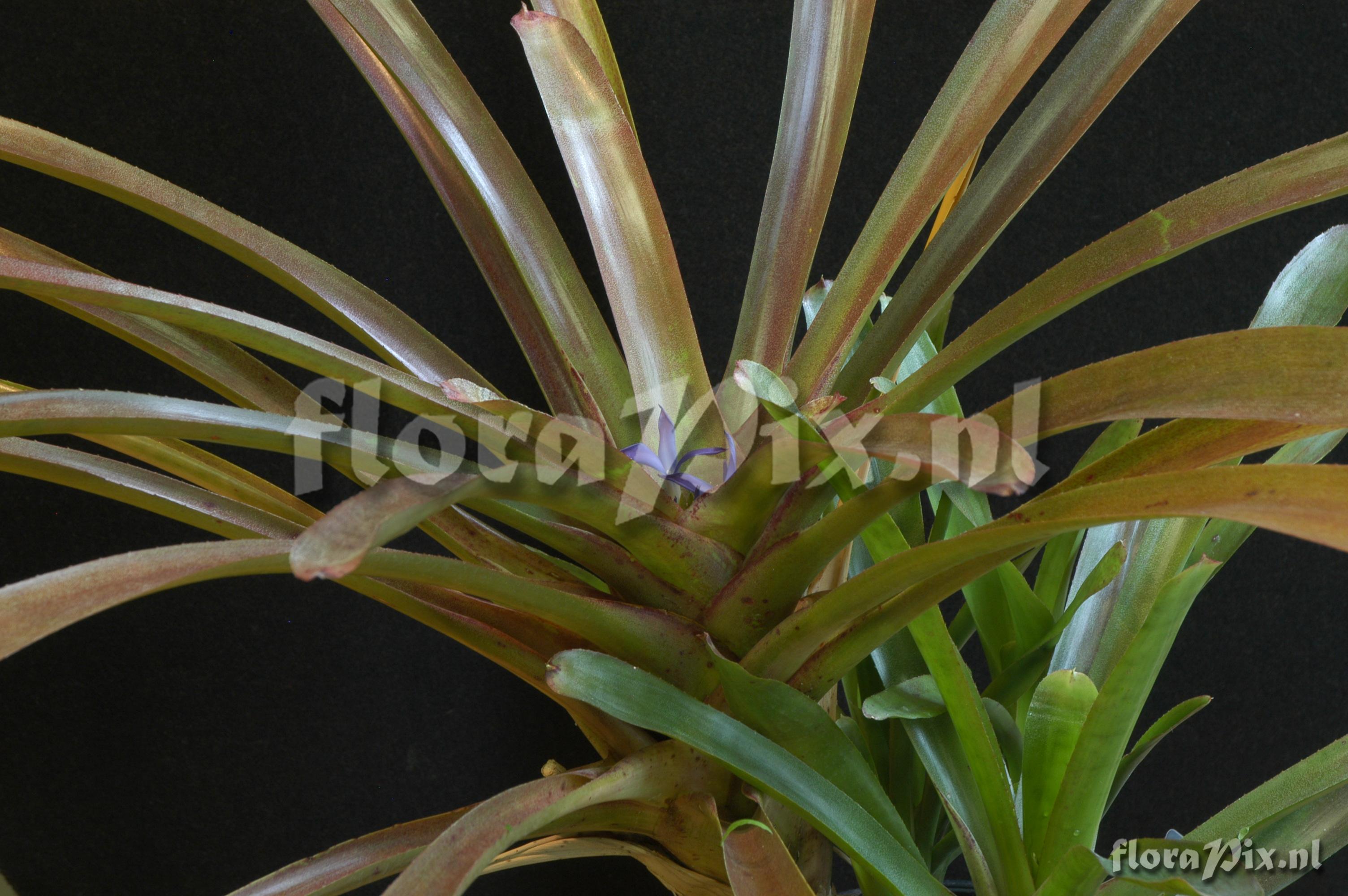 Neoregelia aff. bahiana