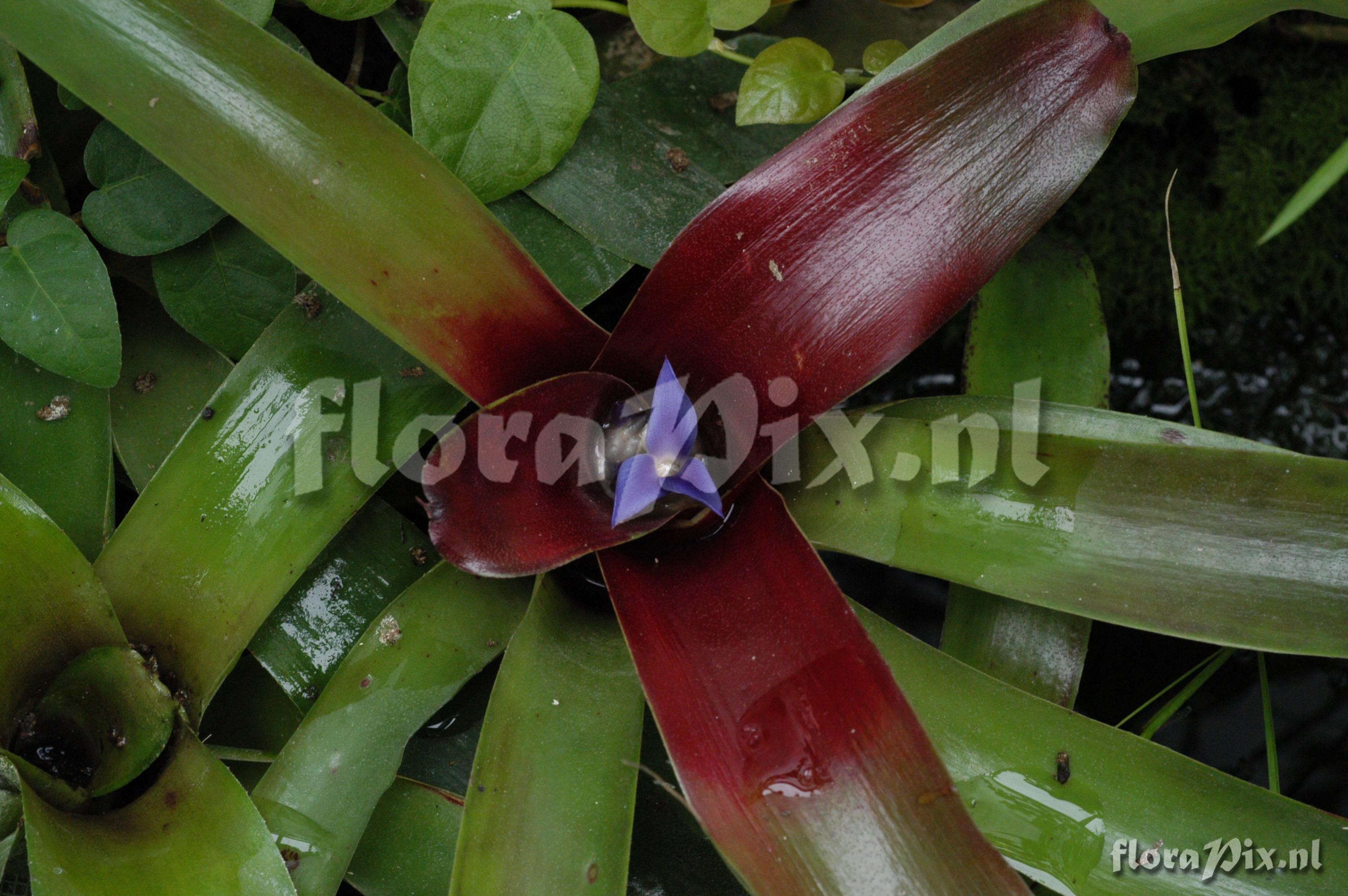 Neoregelia schultersiana