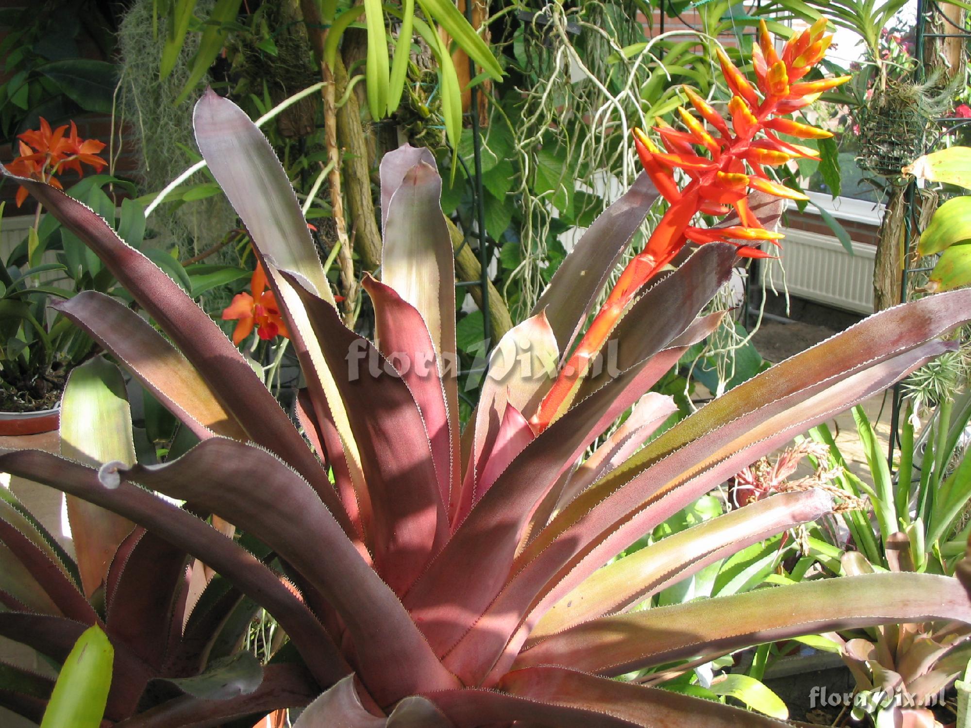 Aechmea tessmannii