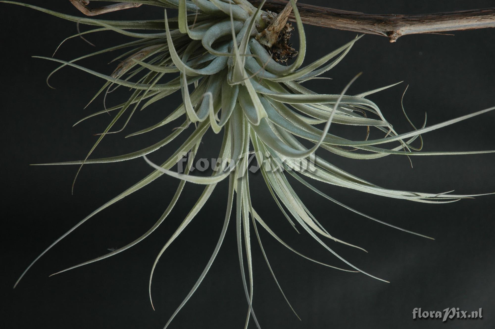 Tillandsia barrosoae