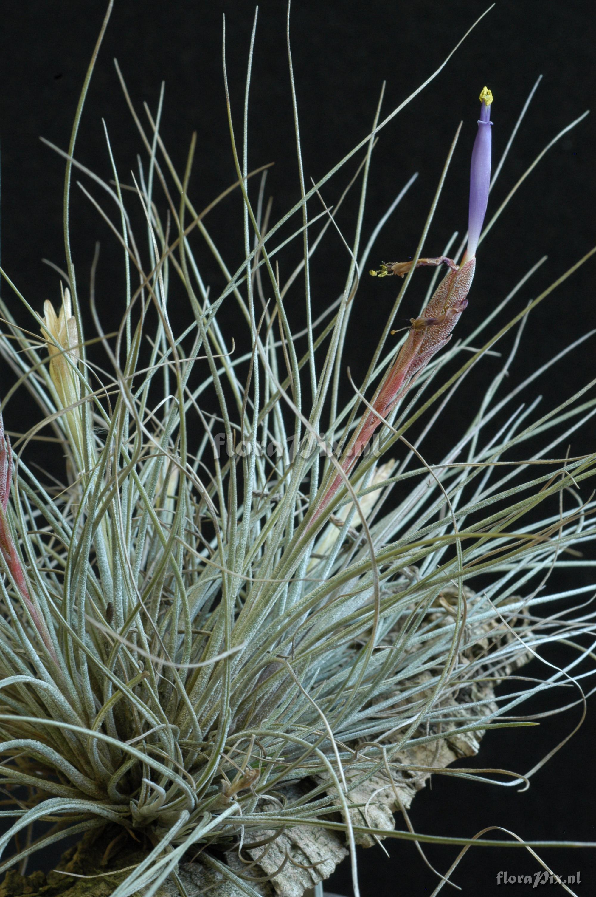 Tillandsia bartramii