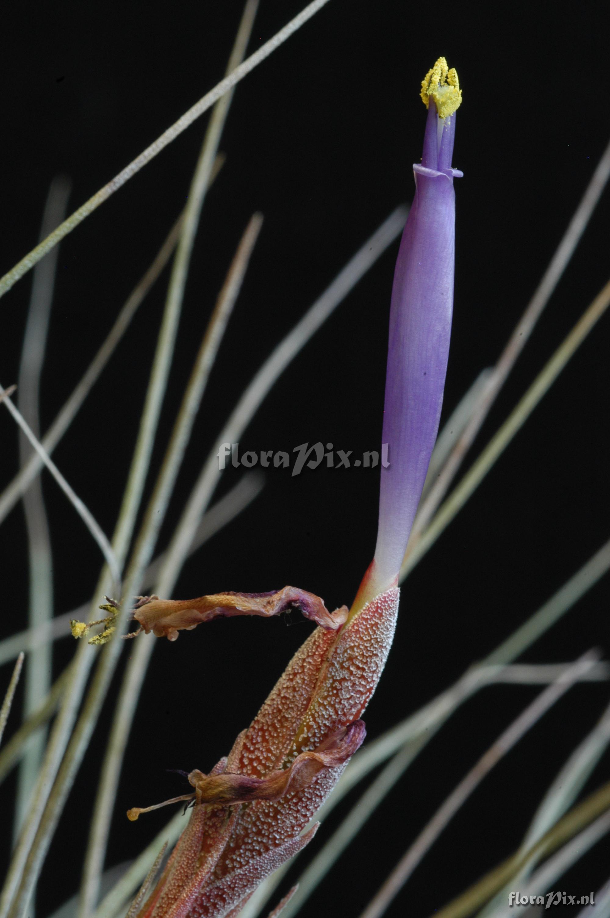 Tillandsia bartramii