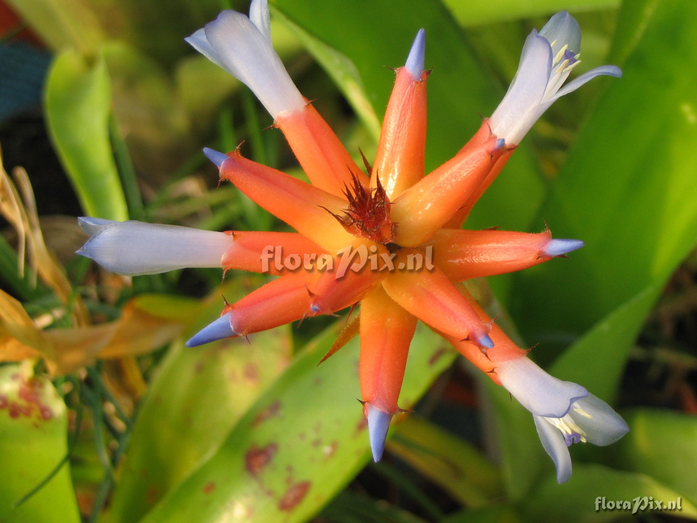 Aechmea fraseri