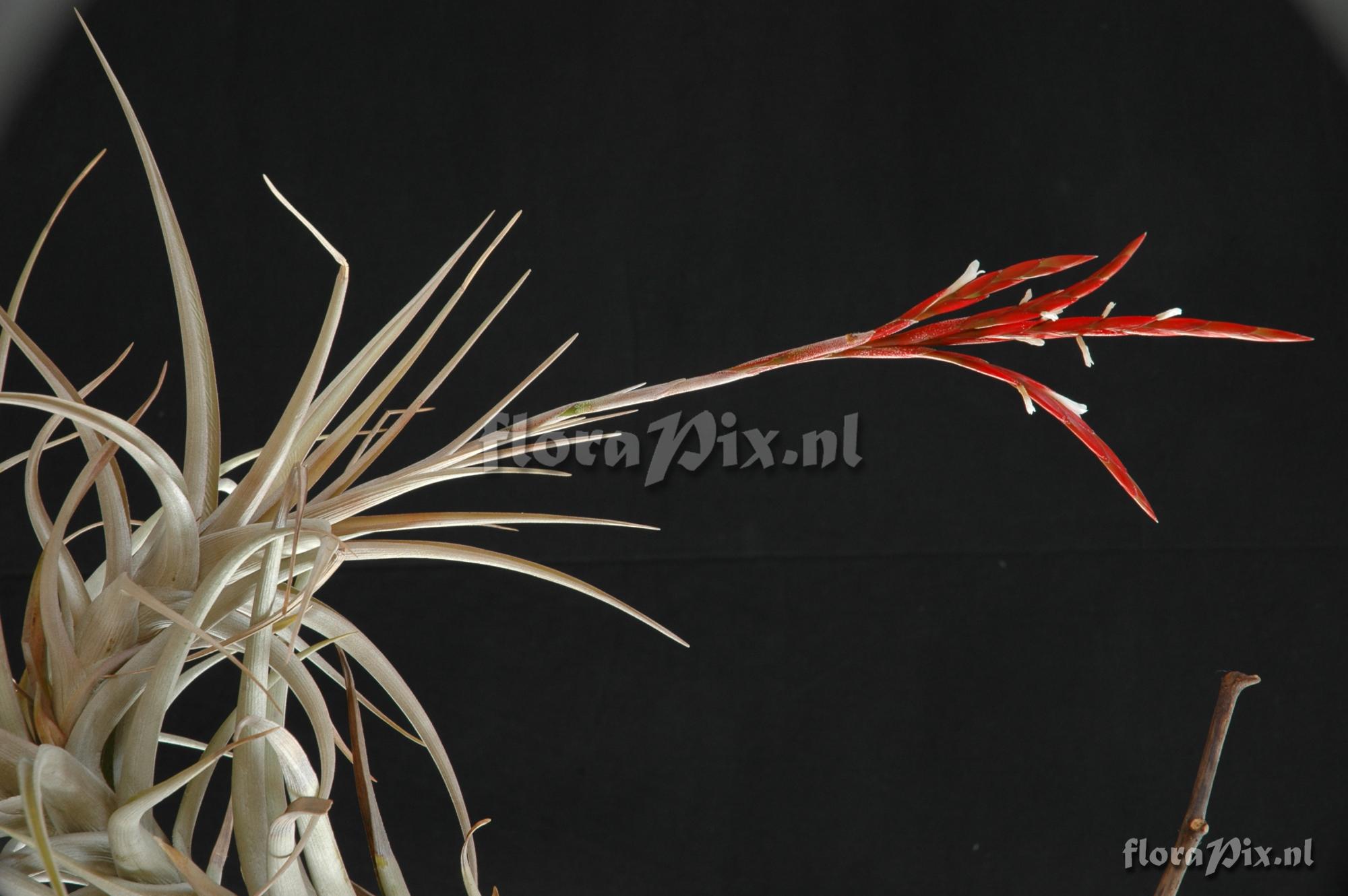 Tillandsia buchlohii