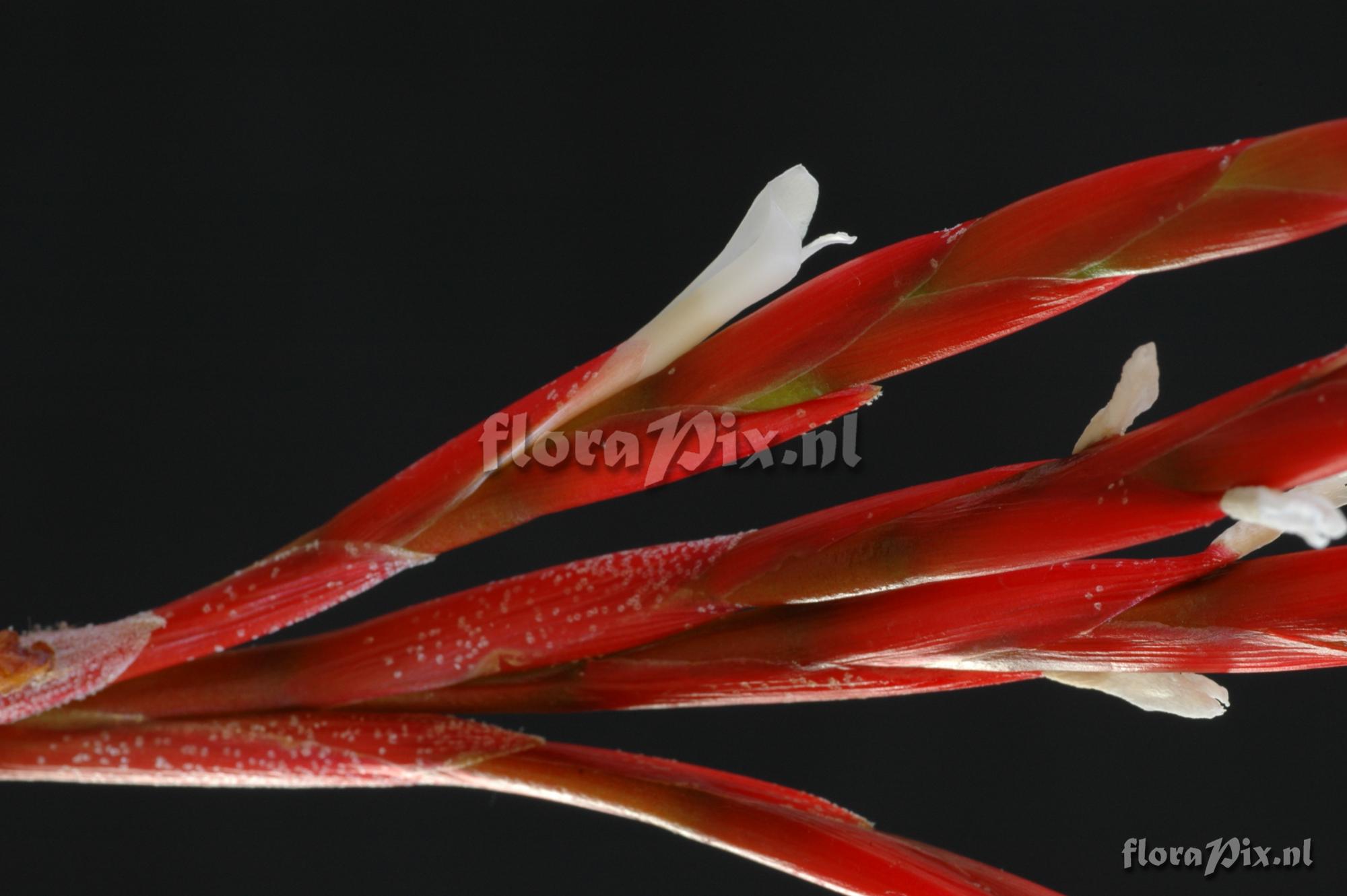 Tillandsia buchlohii