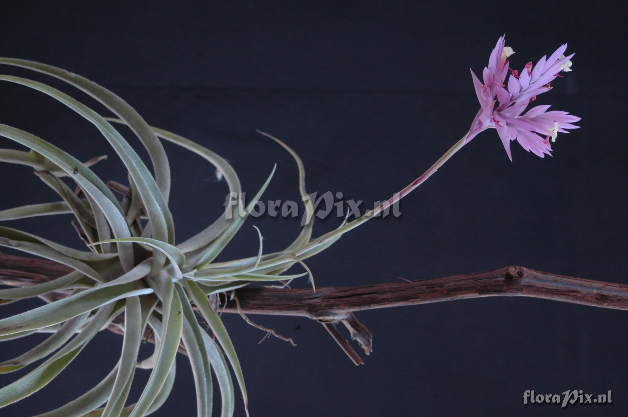 Tillandsia cacticola