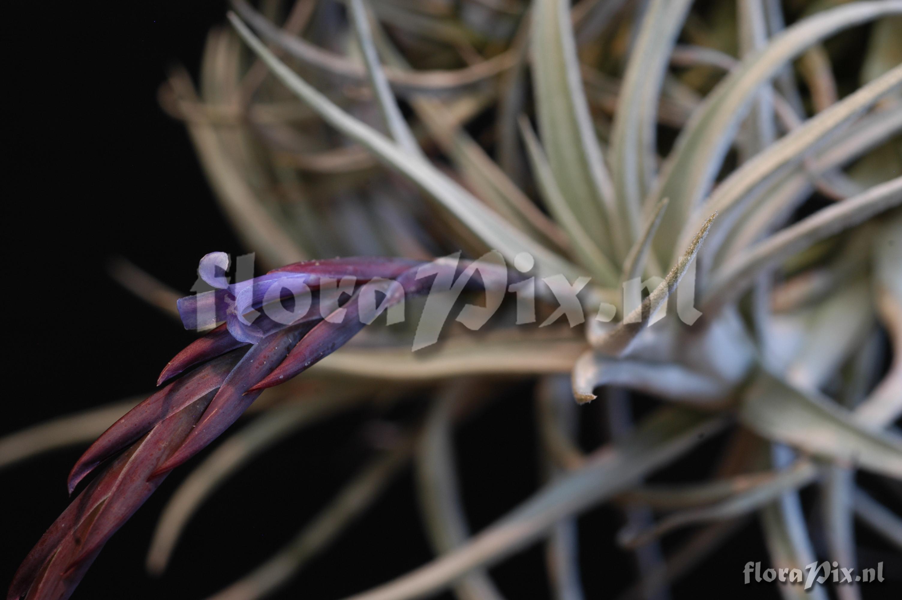 Tillandsia cardenasii