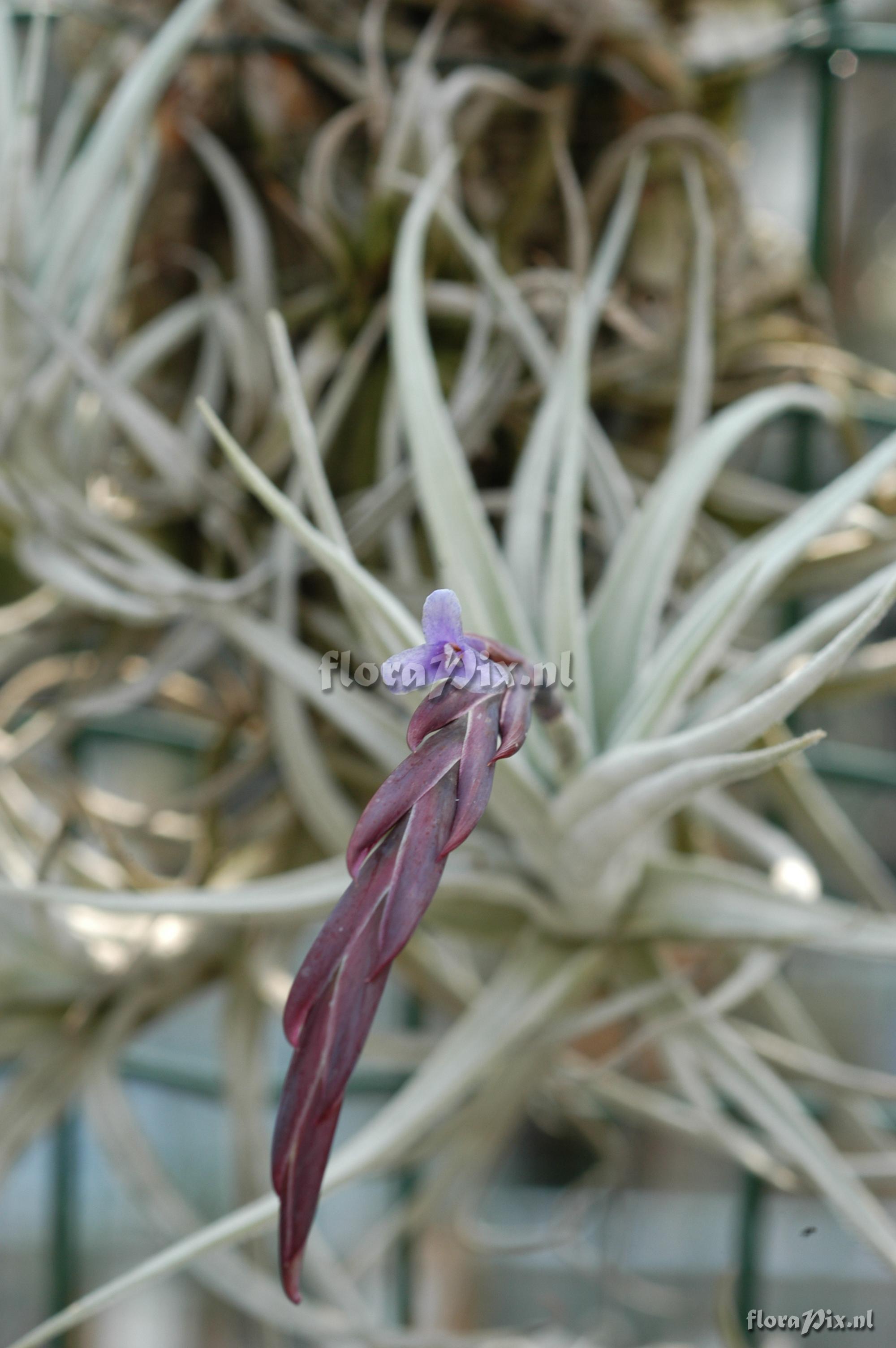 Tillandsia cardenasii